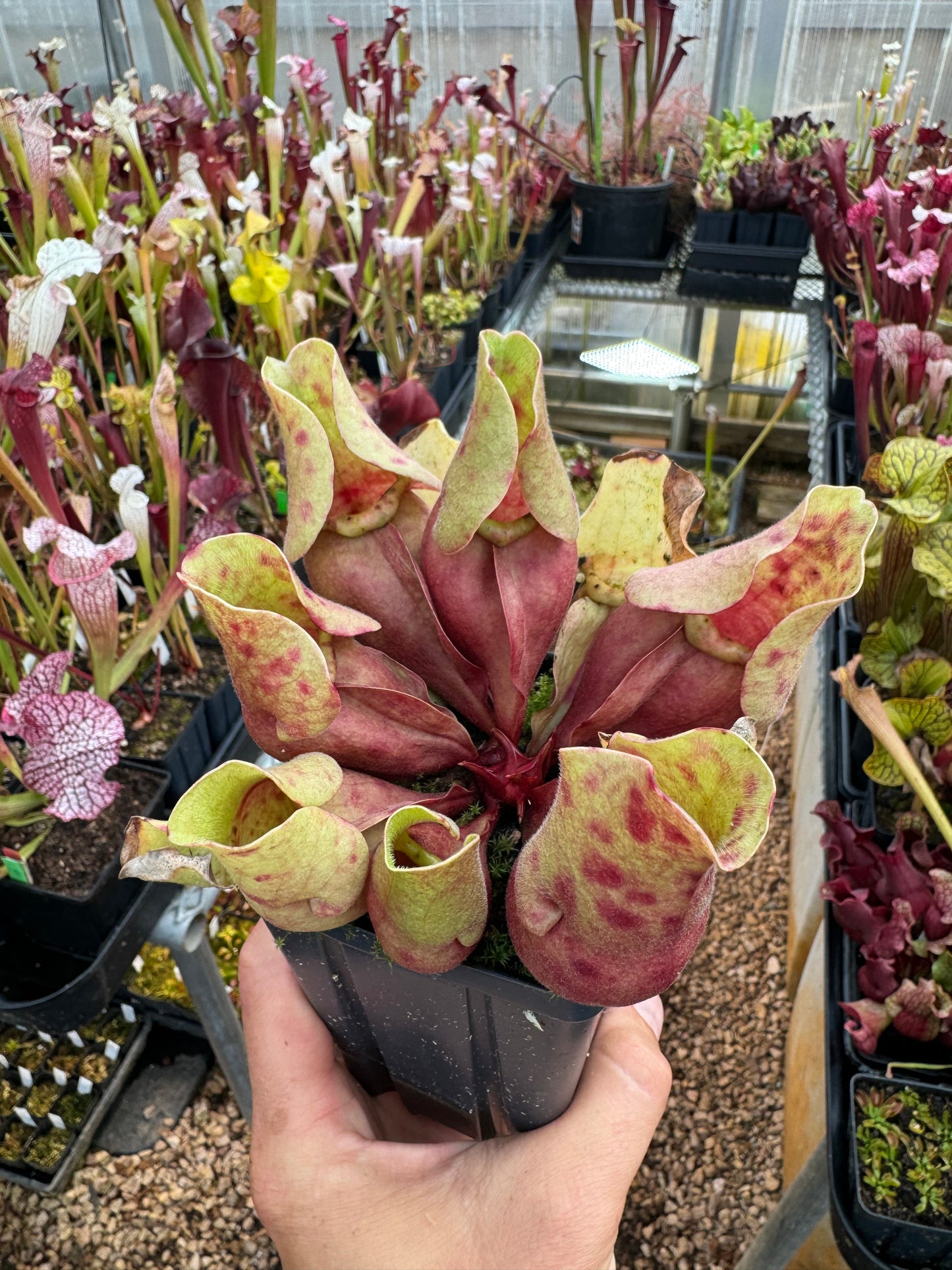 Sarracenia purpurea ssp. venosa Burkii Veinless JHP7 (Shipped Bare-Root)