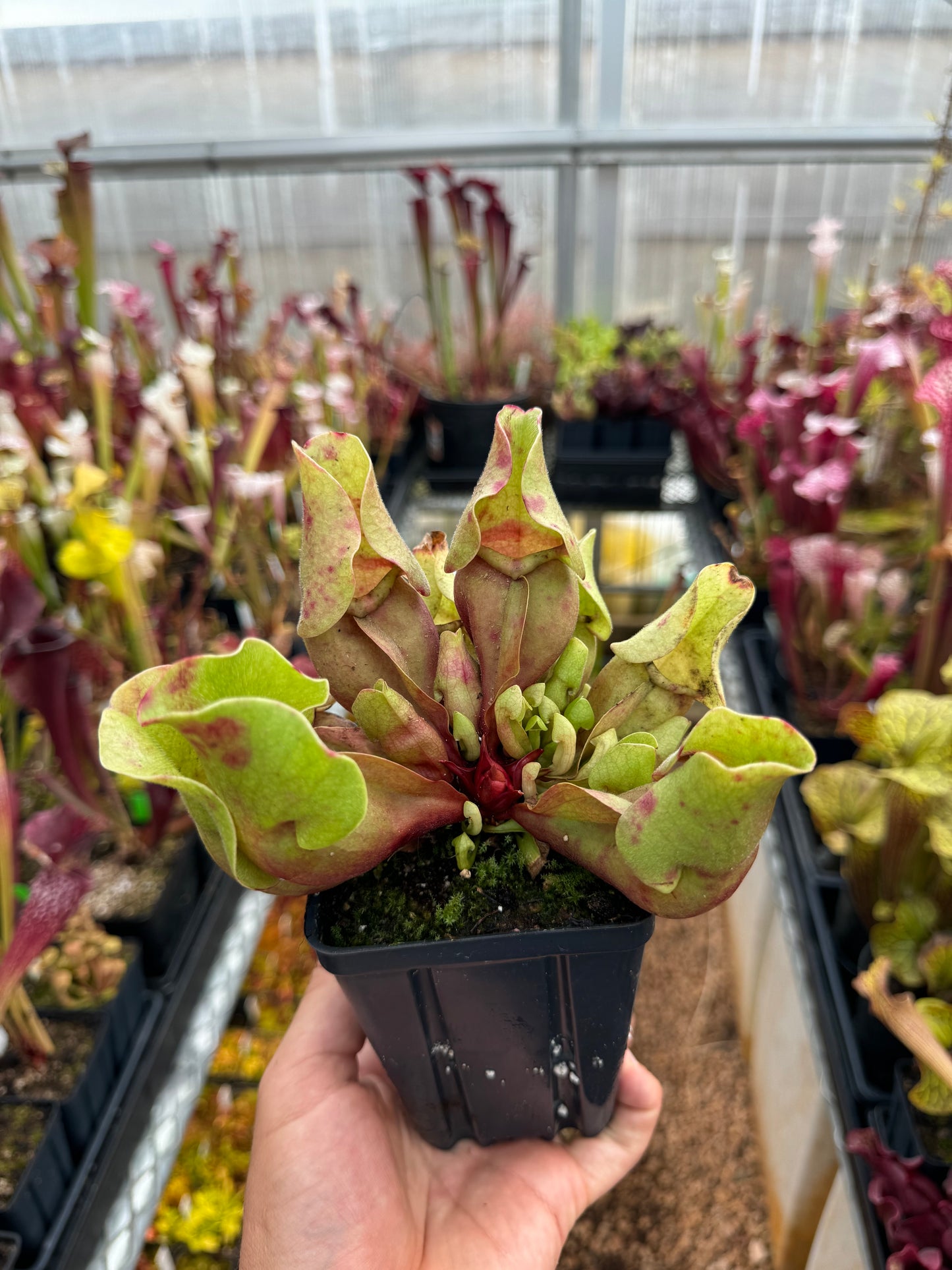 Sarracenia purpurea ssp. venosa Burkii Veinless JHP8 (Shipped Bare-Root)