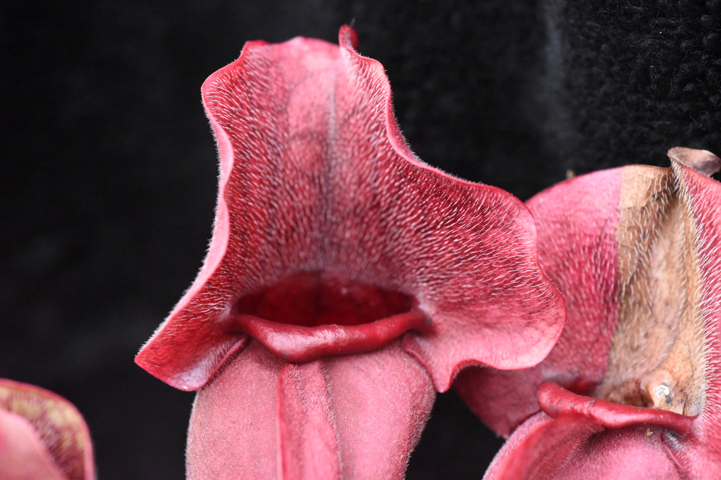 Sarracenia purpurea ssp. venosa var. Chipola Lee's Botanical Garden (Shipped Bare-Root)