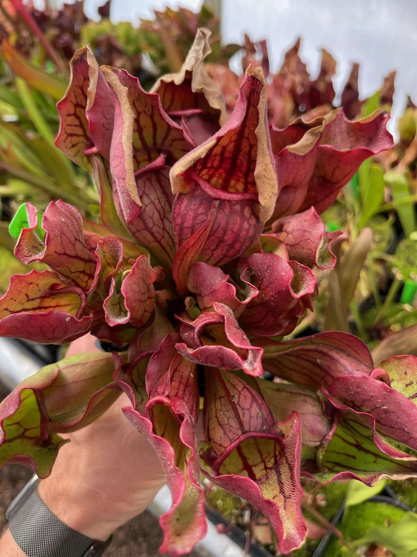 Sarracenia purpurea ssp. venosa var. Montana Transylvania Co NC F1 MW (Shipped Bare-Root)