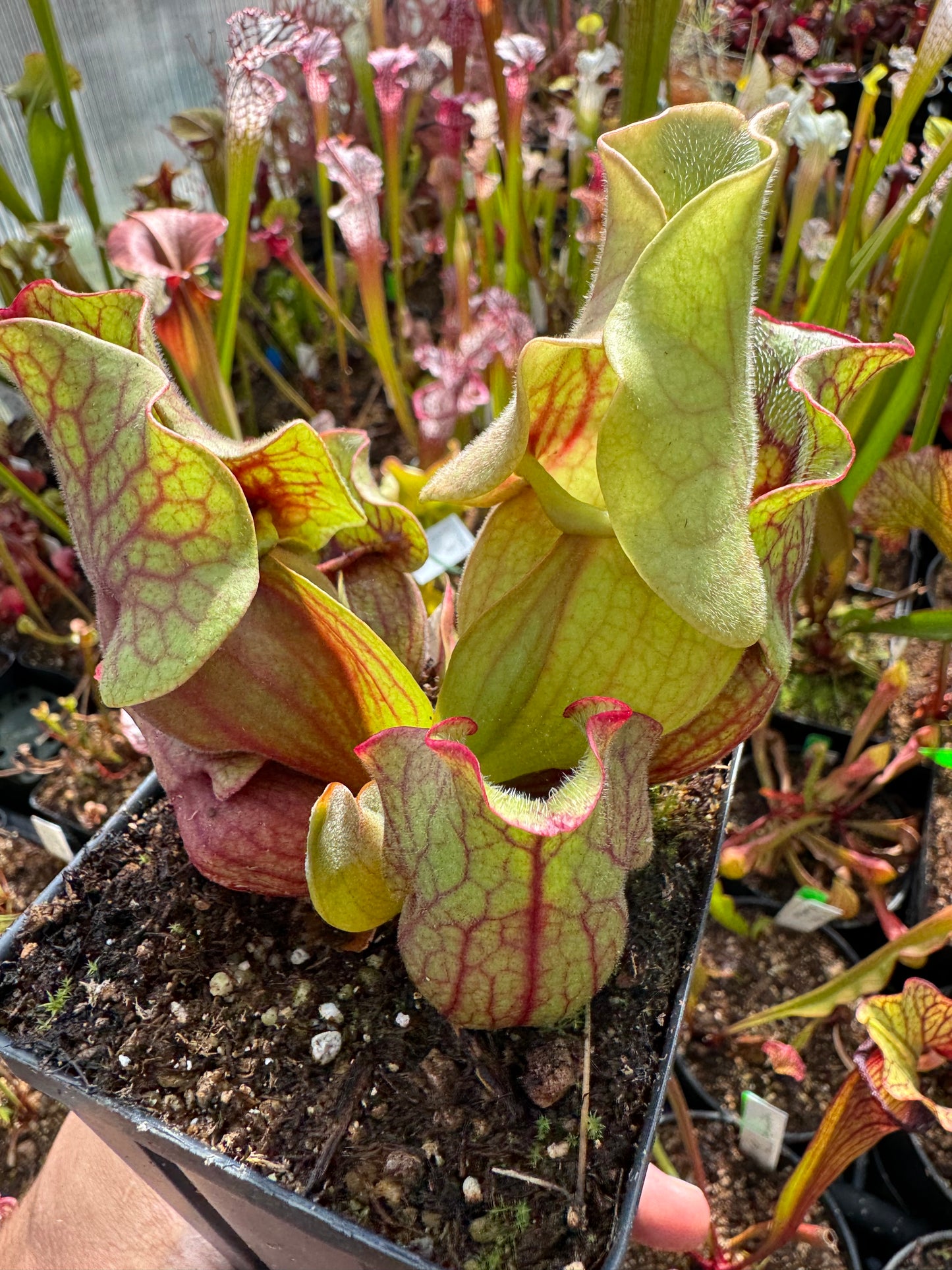 Sarracenia rosea Chris RF (Shipped Bare-Root)