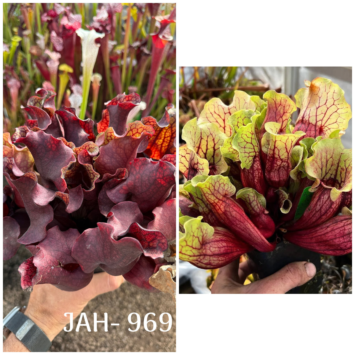 Parent plant for Sarracenia rosea DW #1 x Belly of Blood seed, Jeremiah's Plants