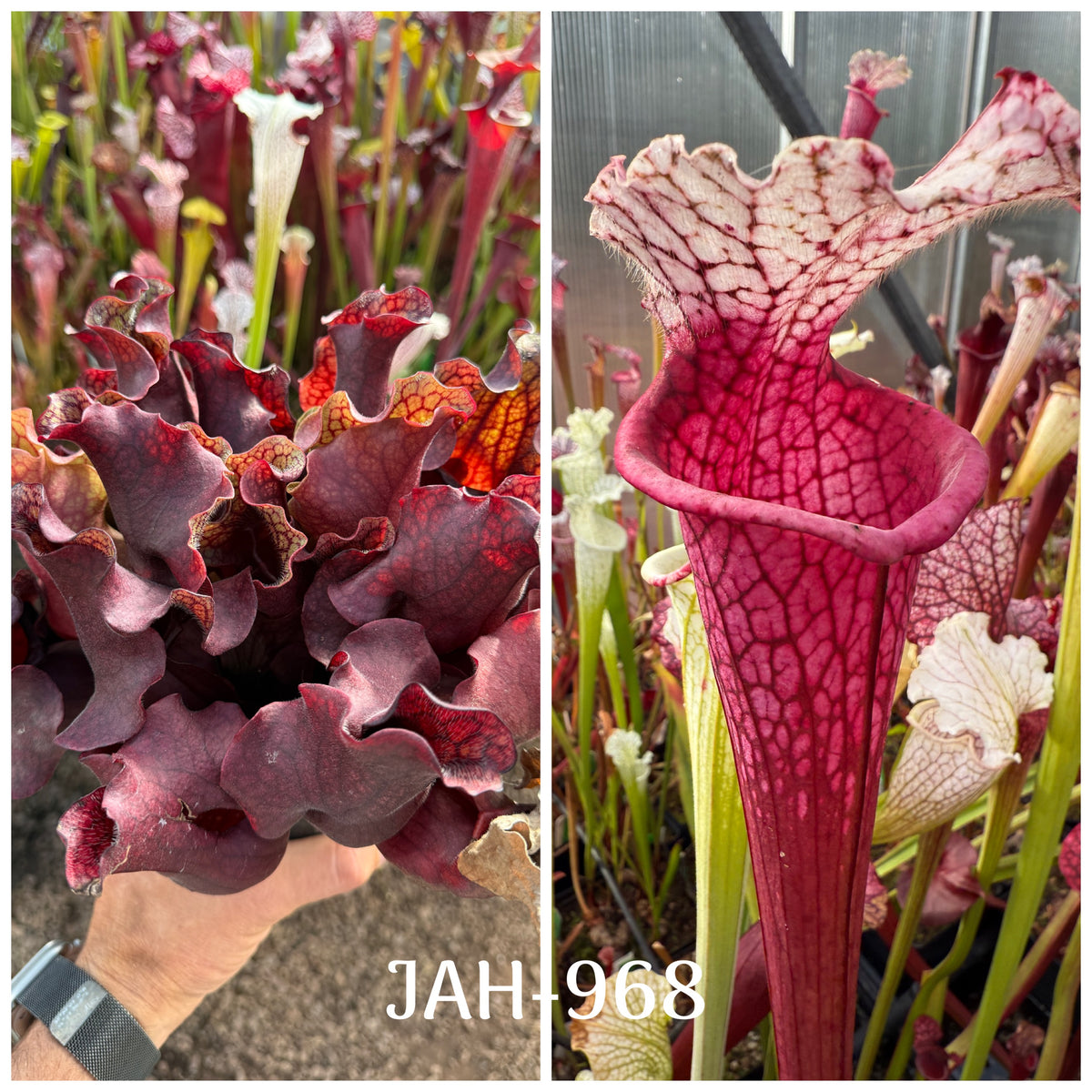Parent plant for Sarracenia rosea DW #1 x (leucophylla Ruby Joyce x var. alba) seed, Jeremiah's Plants