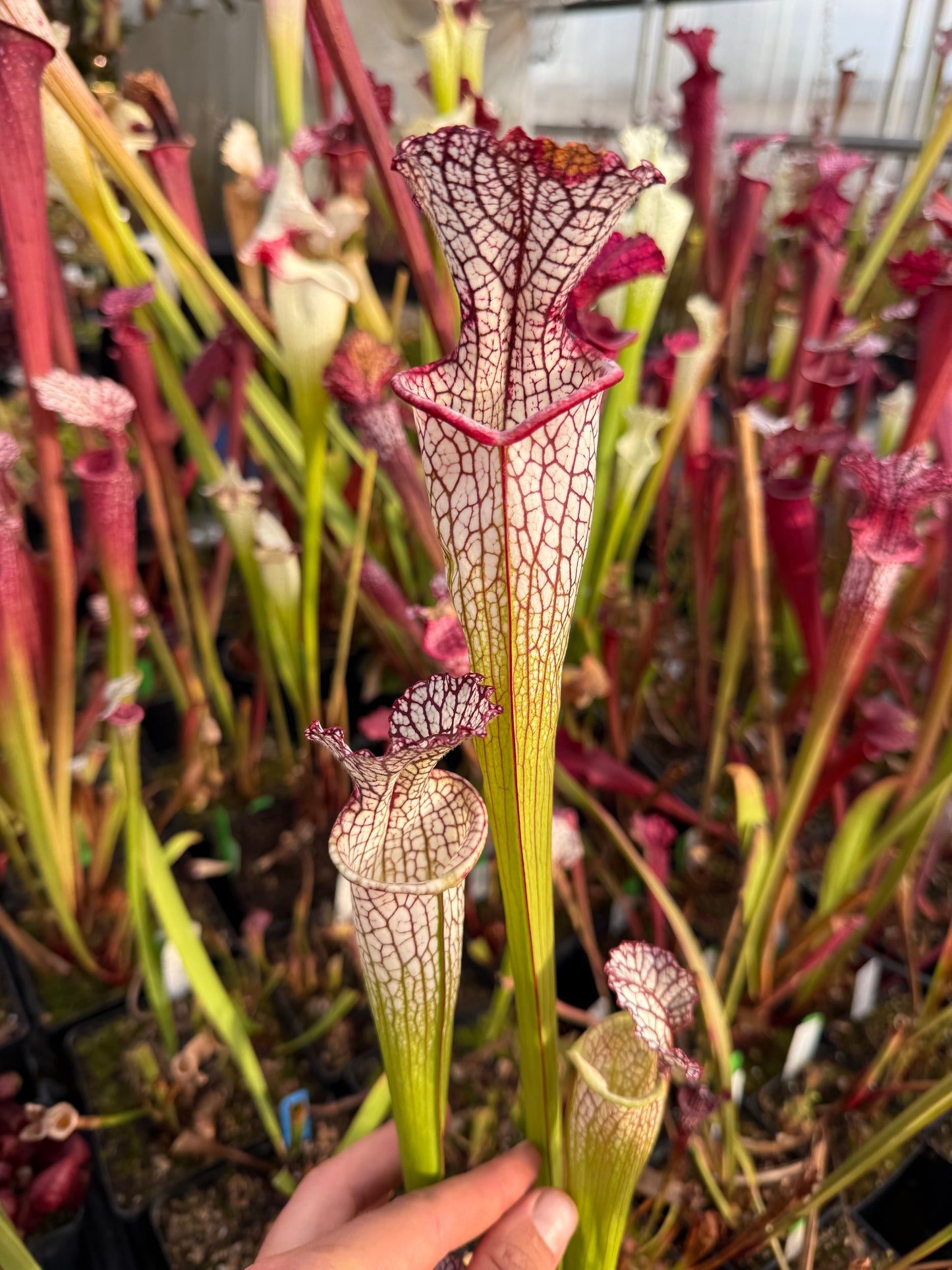 Sarracenia x 427 Josh Lynch (Shipped Bare-Root)