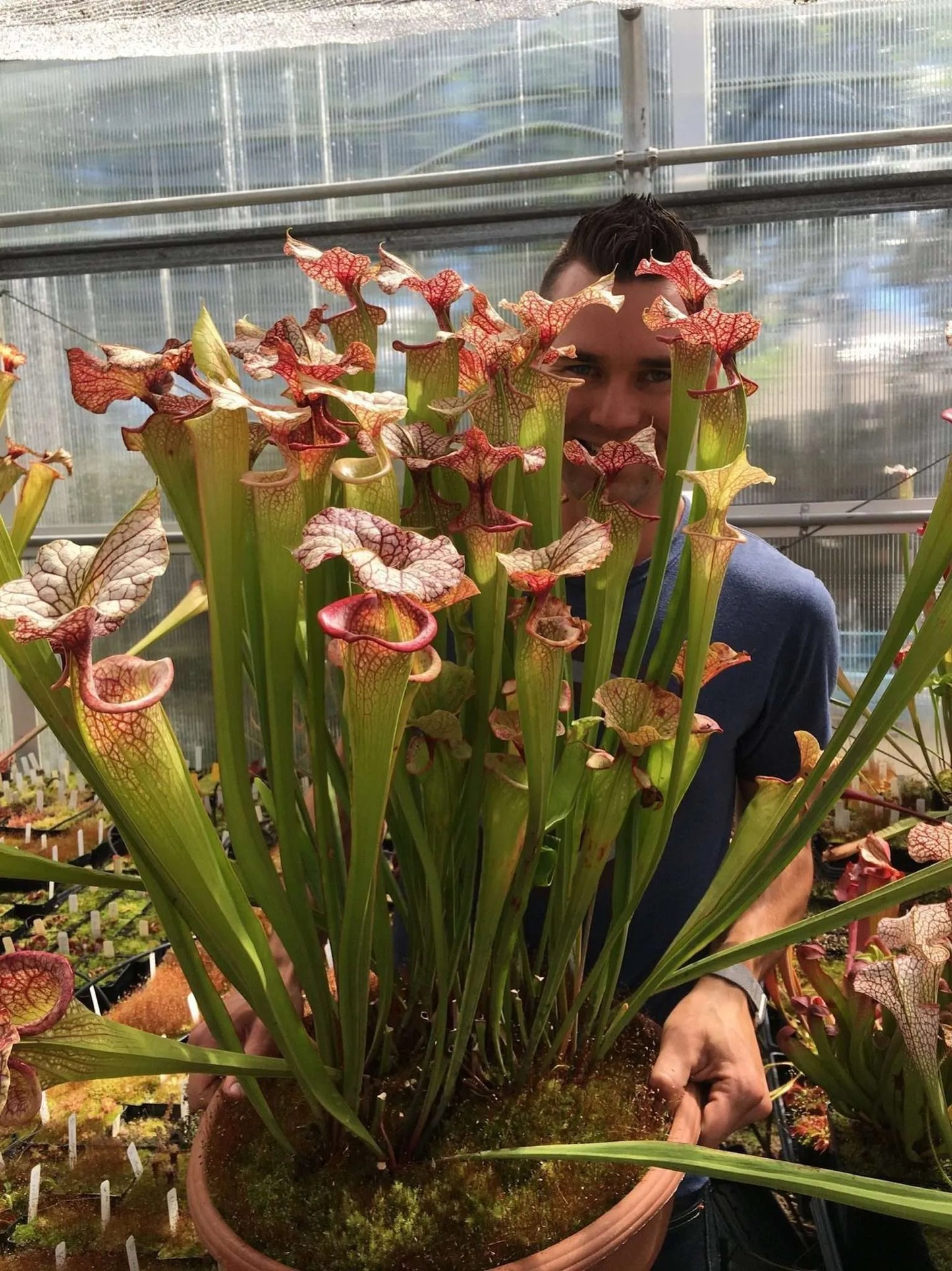 Sarracenia x Adrian Slack