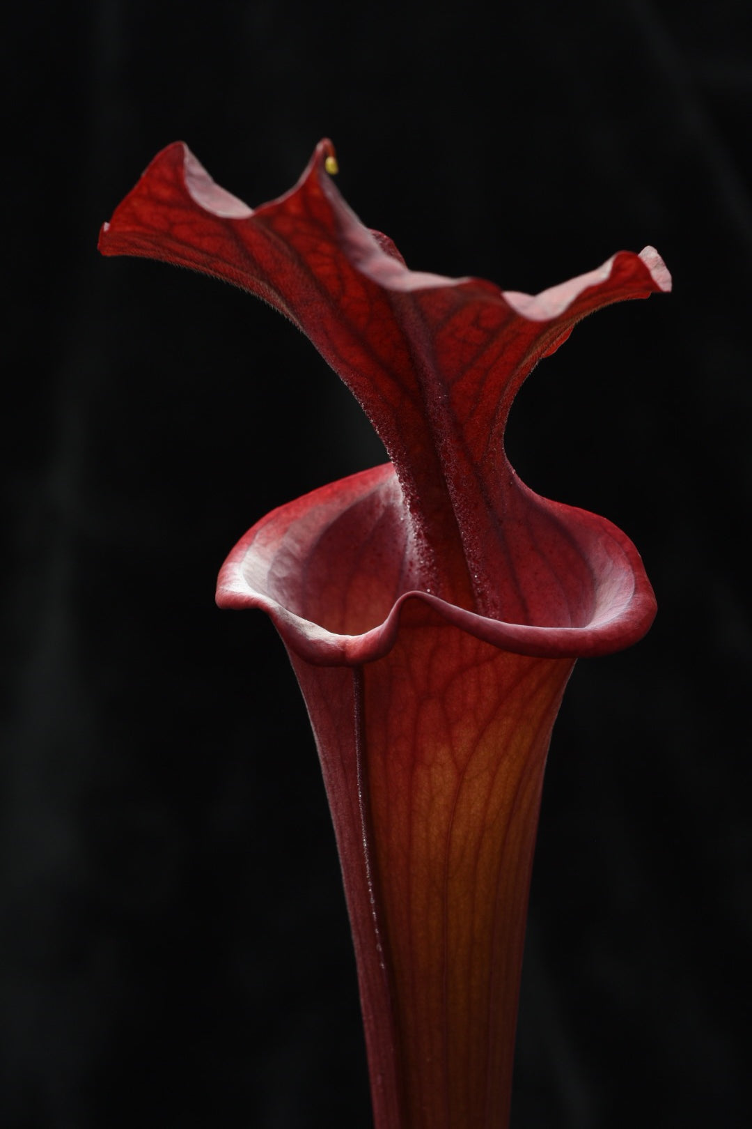 Sarracenia x Alucard Prince of Darkness (Shipped Bare-Root)
