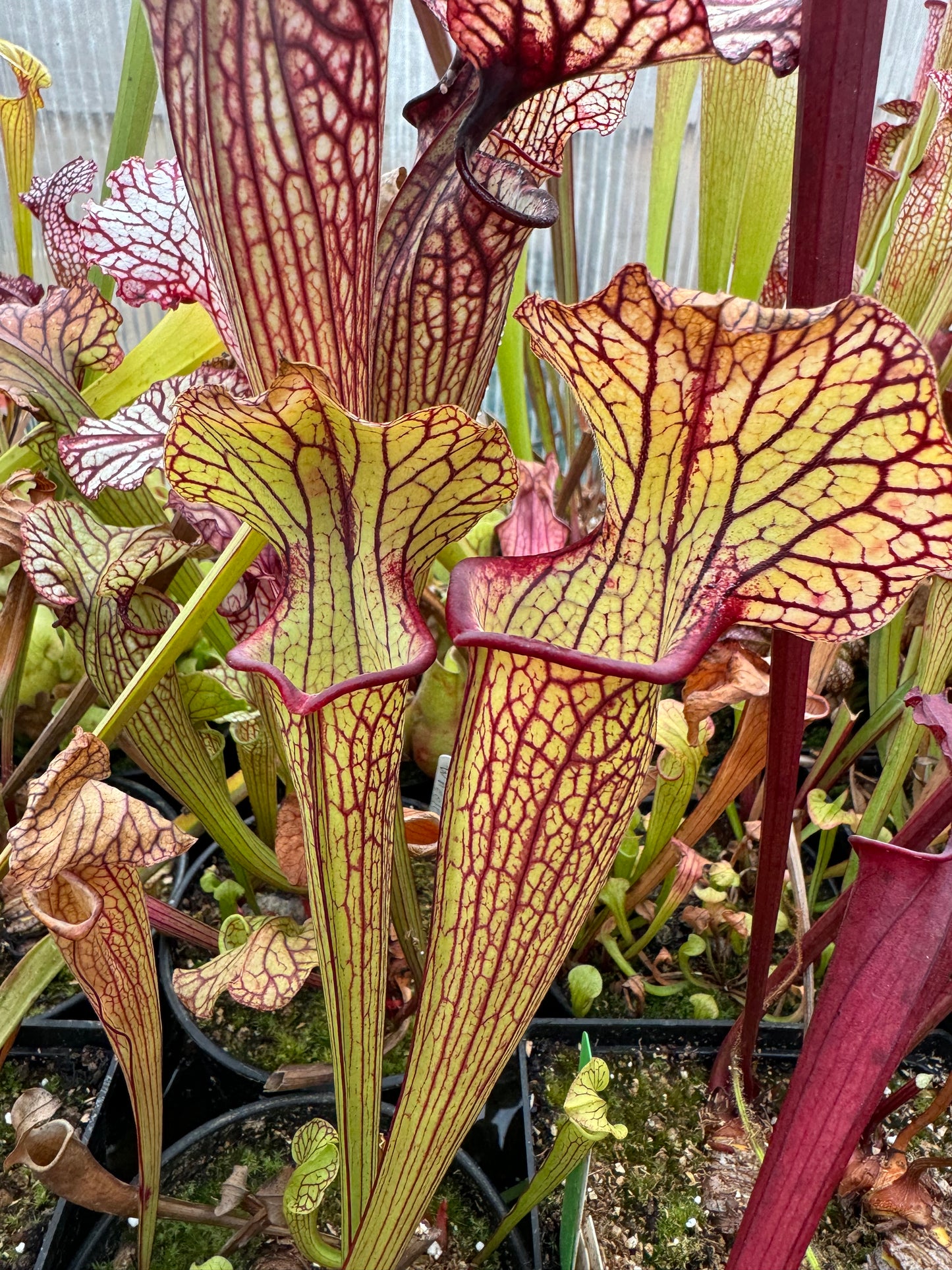 Sarracenia x Bengal Tiger x Hot Lips #1 - Small (Shipped Bare-Root)