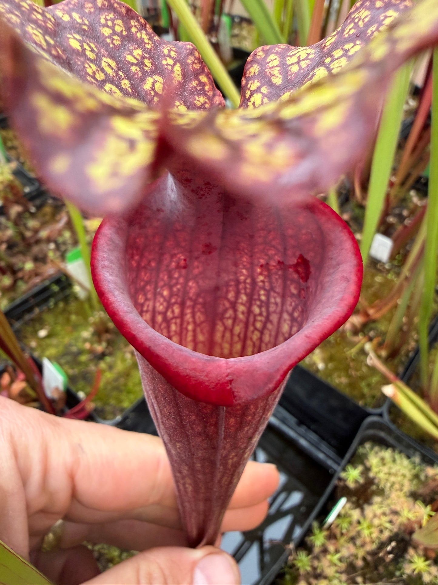 Sarracenia x Berry Pastry x King Cobra #1