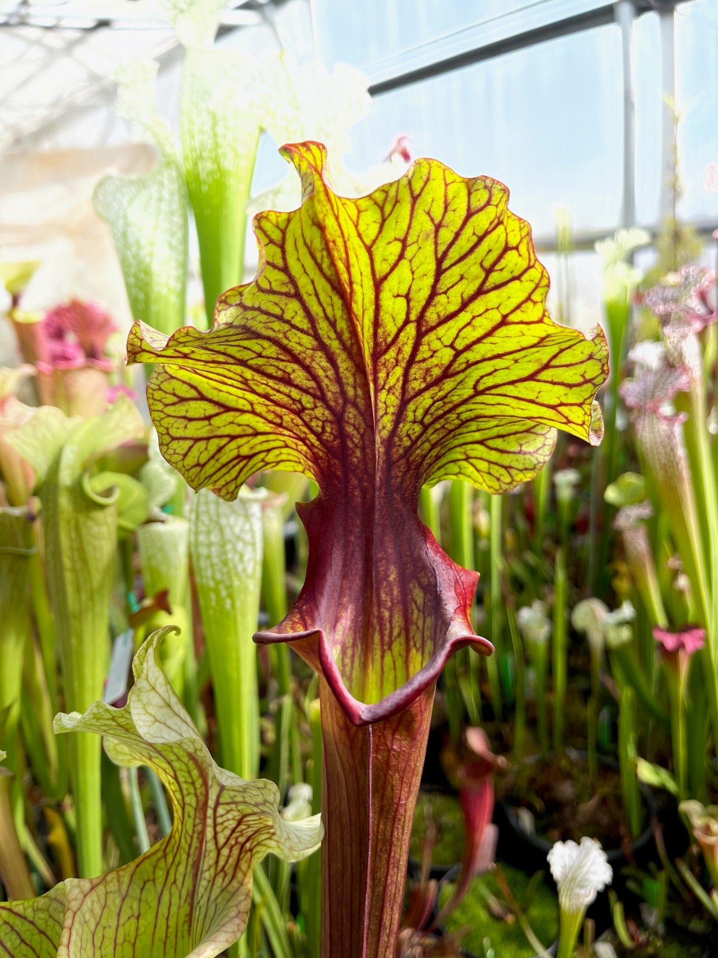 Sarracenia x Chaos (Shipped Bare-Root)