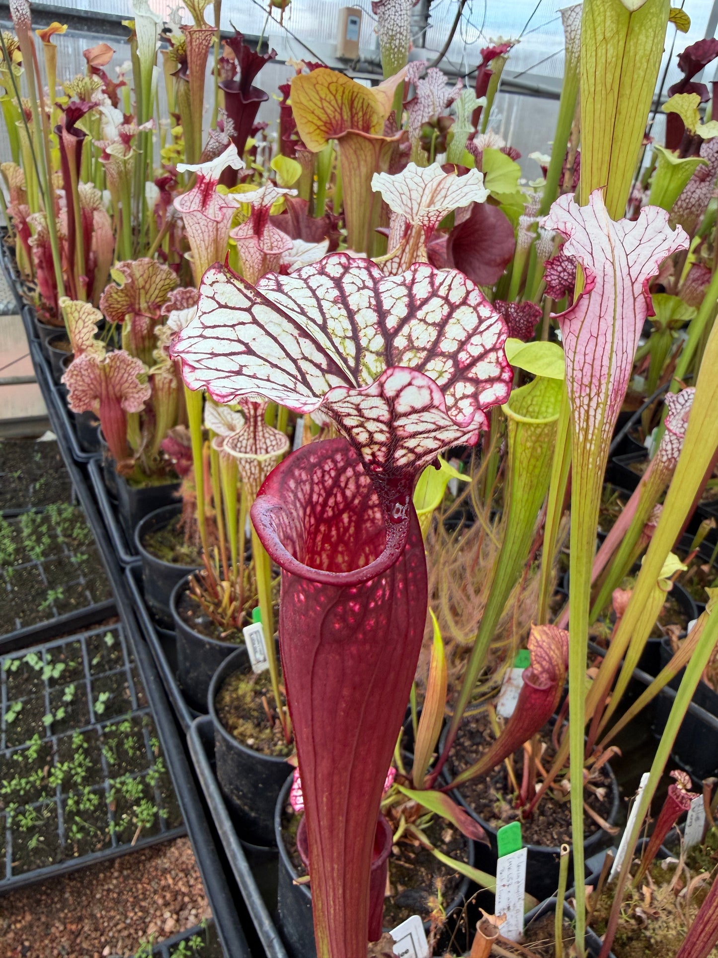 Sarracenia x Cherries Jubilee - Small (Shipped Bare-Root)