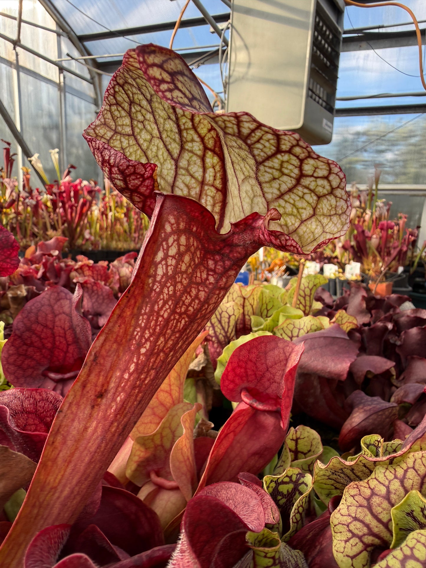 Sarracenia x courtii x Adrian Slack (Shipped Bare-Root)