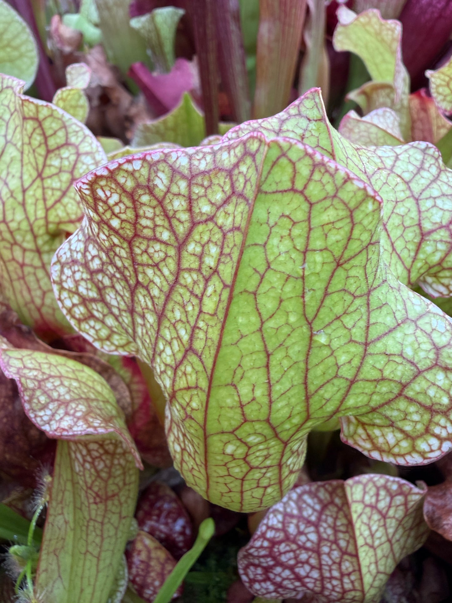 Sarracenia x Dixie Lace x unknown (Shipped Bare-Root)