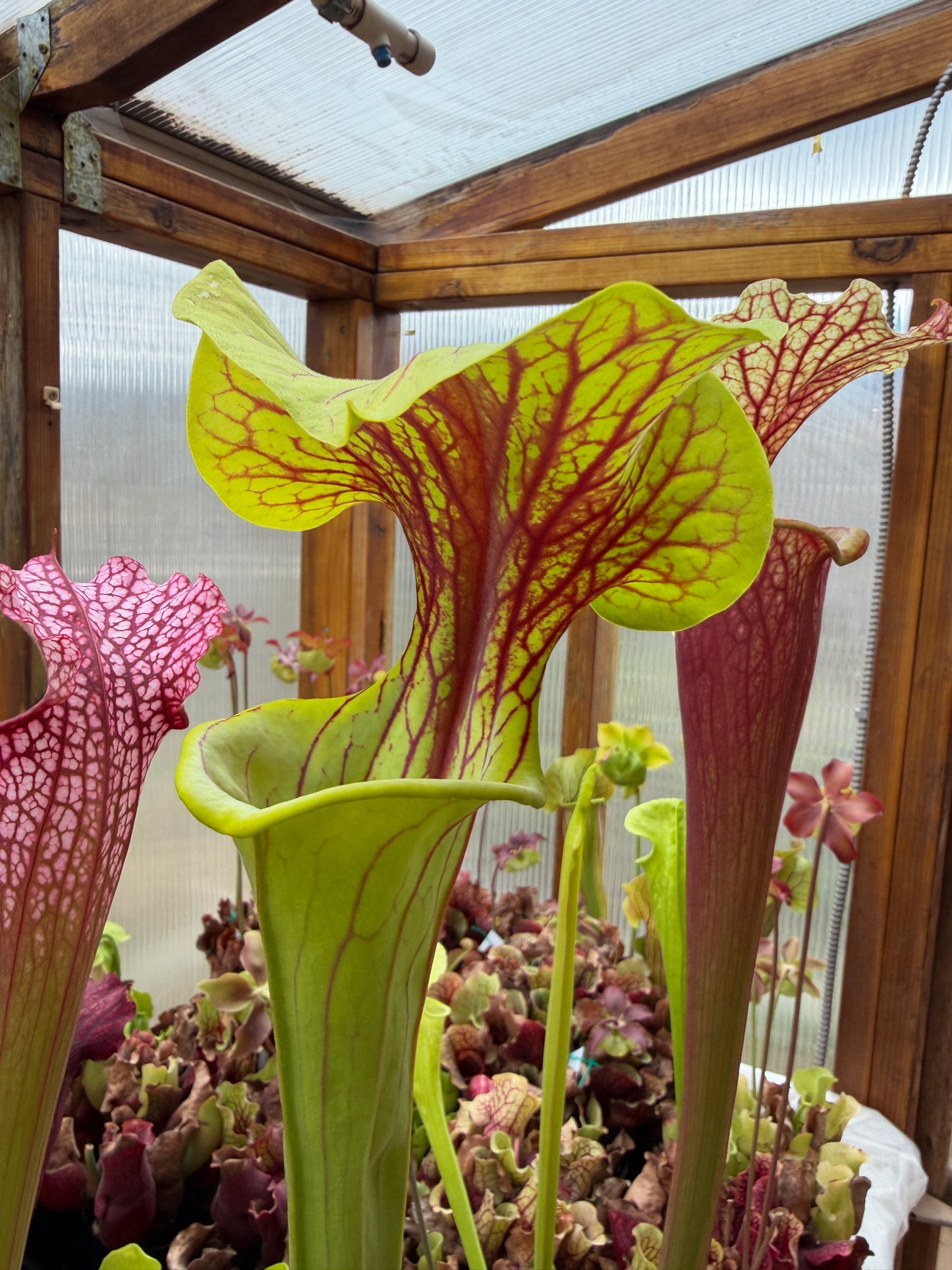 Sarracenia x Doreen's Colossus x flava choc top Jerry A. (Shipped Bare-Root)