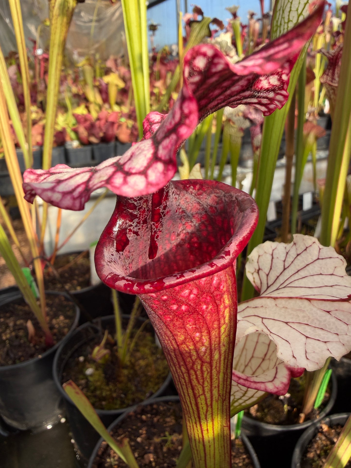 Sarracenia x Dreamcatcher Sister Of Bloody Punch (Was HR-S18) (Shipped Bare-Root)
