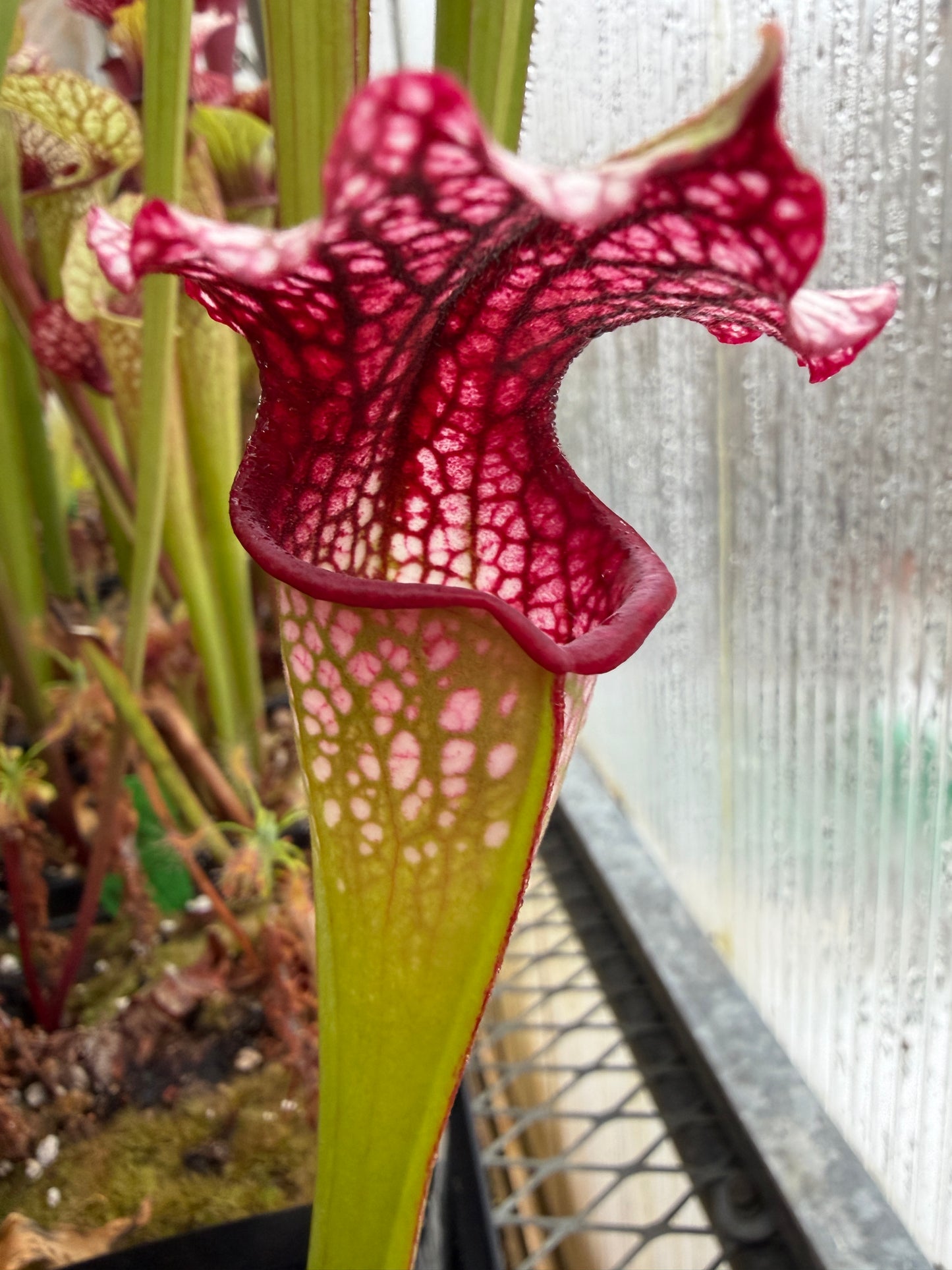 Sarracenia x Drew McClain x King Cobra clone #1 - Small (Shipped Bare-Root)