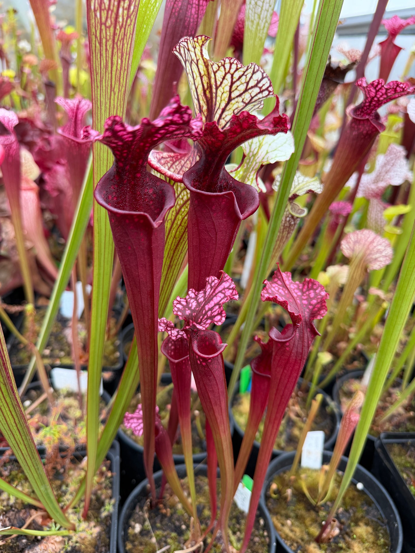 Sarracenia x Garçon Rose
