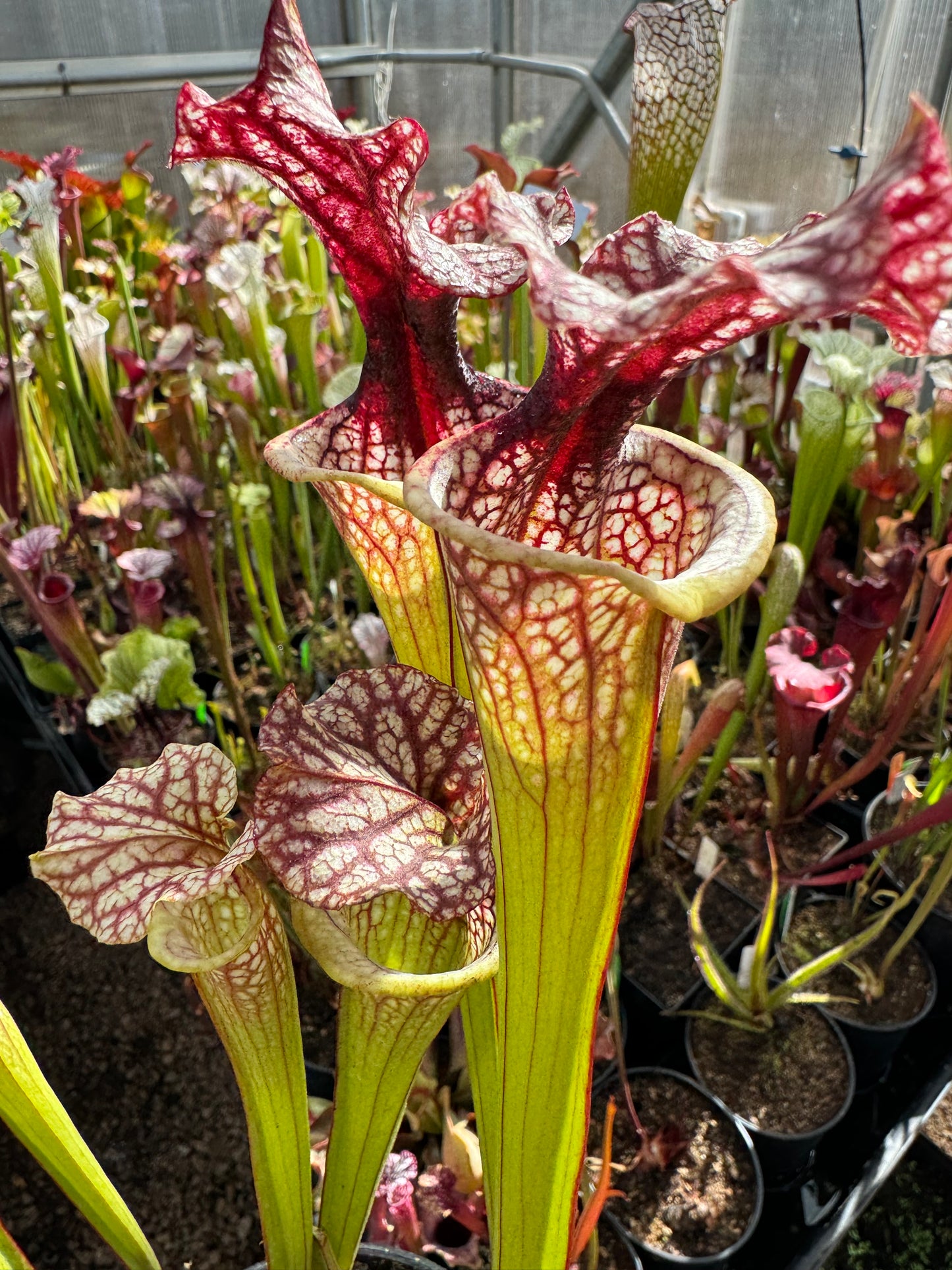 Sarracenia x Hot Lips x Berry Pastry #1 - Small (Shipped Bare-Root)