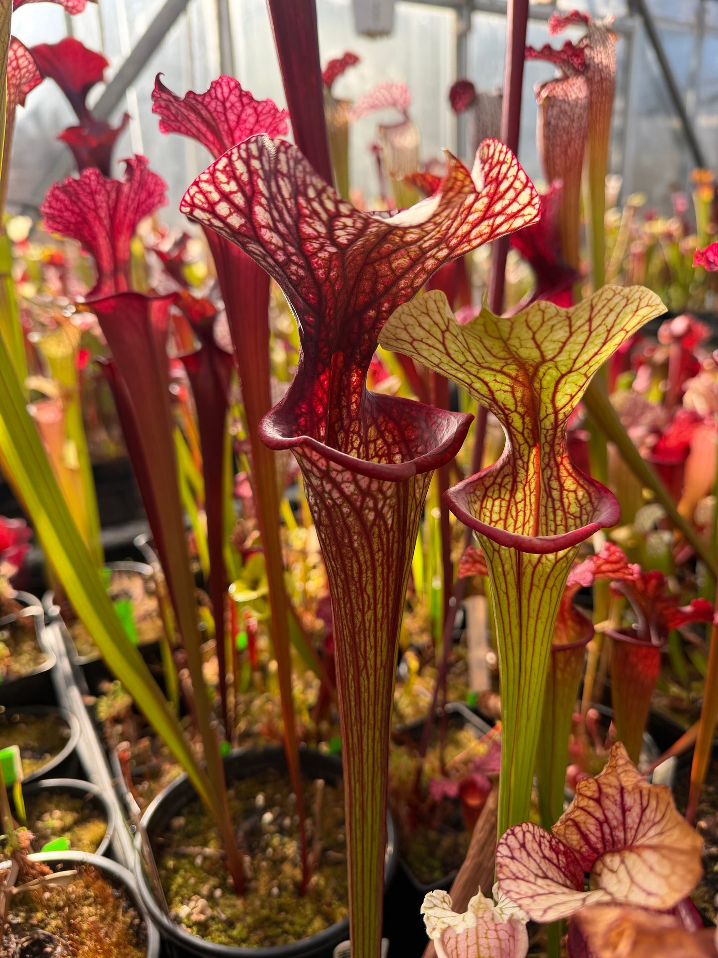 Sarracenia x HR-S06 Sister Of Bloody Punch (Shipped Bare-Root)