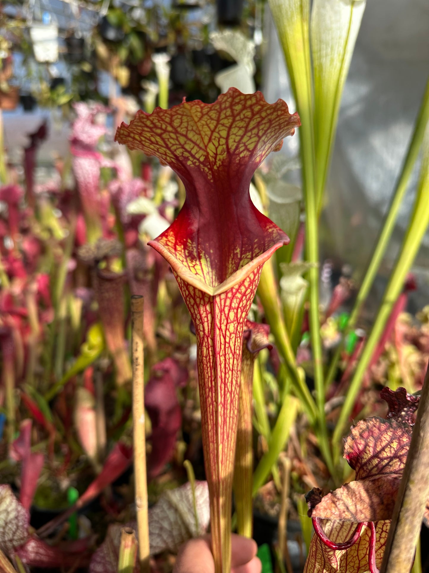 Sarracenia x Karsyn Elise (Shipped Bare-Root)