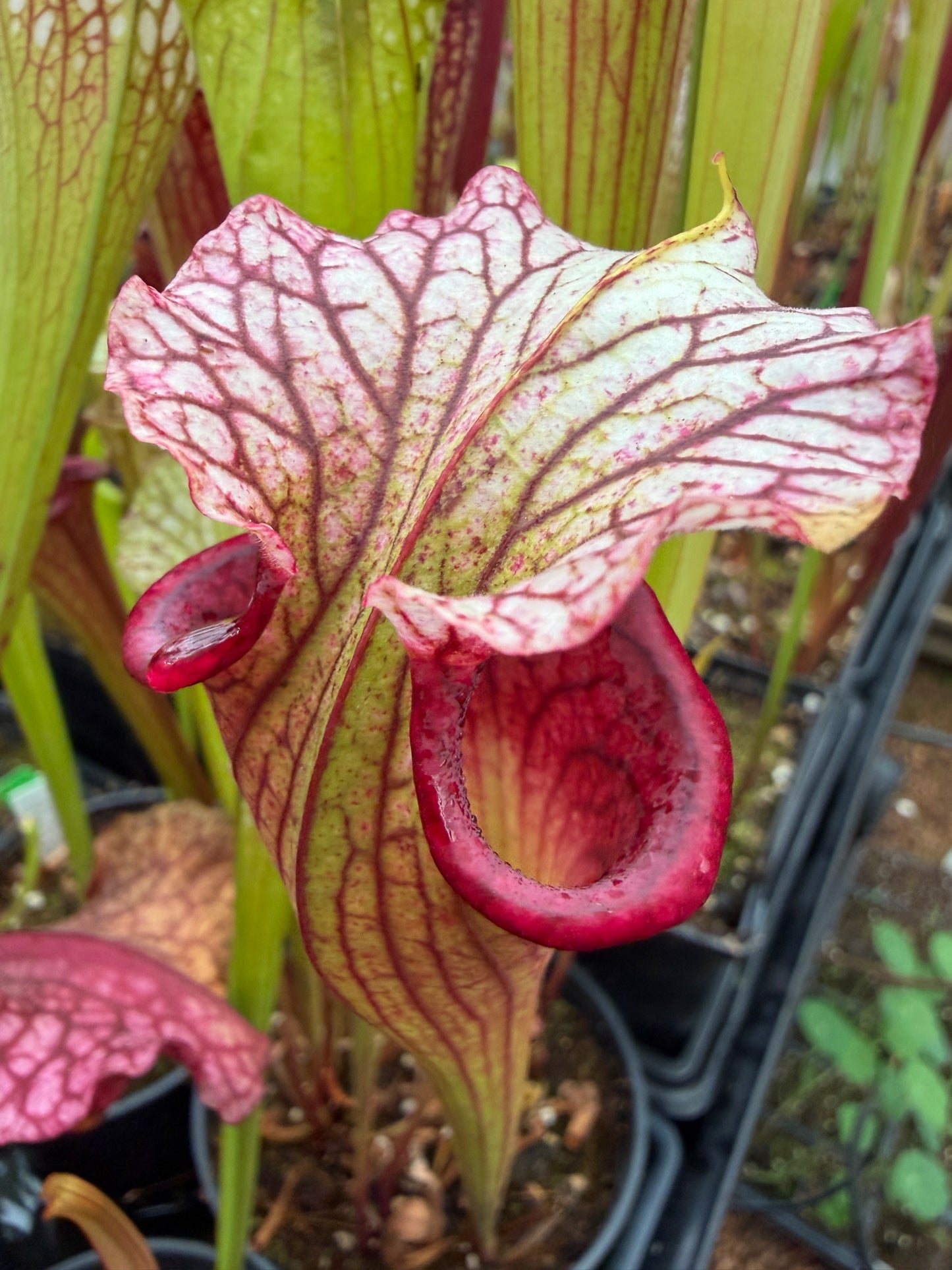 Sarracenia x Leah Wilkerson x Saurus JH-227 mixed SG individuals (Shipped Bare-Root)