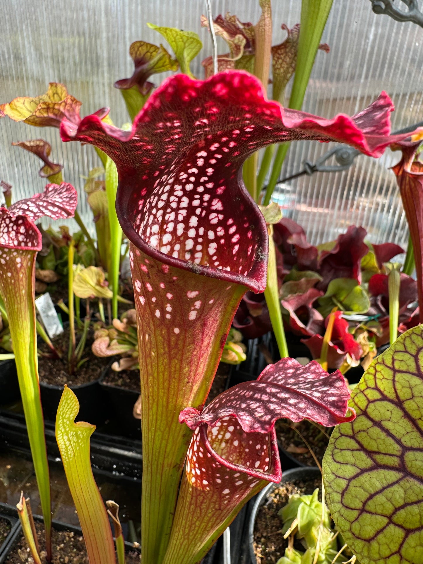 Sarracenia x leucophylla Purple Lips x minor Phil's Giant clone #1 (Shipped Bare-Root)