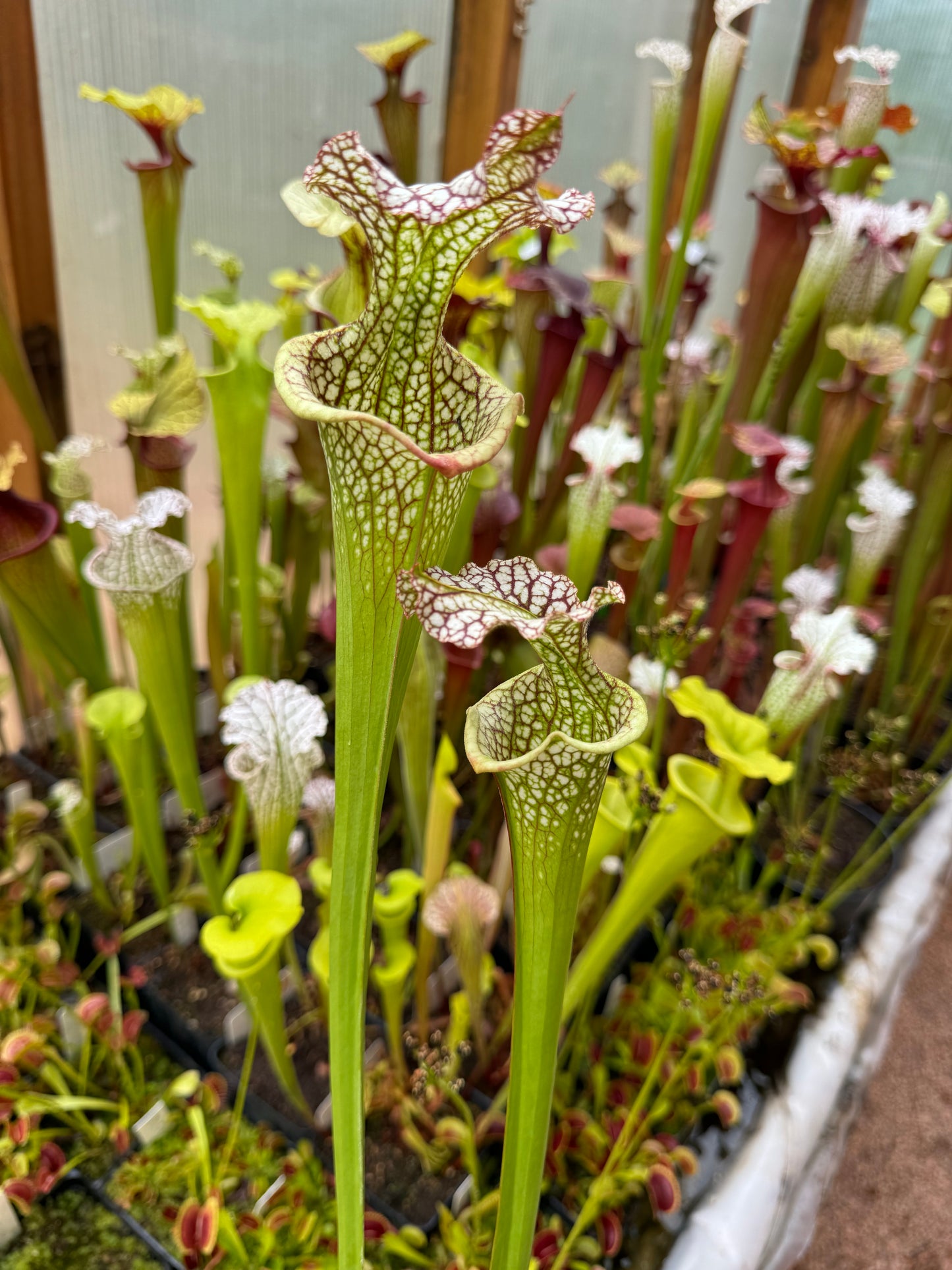 Sarracenia x leucophylla Vicko x Adrian Slack clone K Miroslav Srba (Shipped Bare-Root)