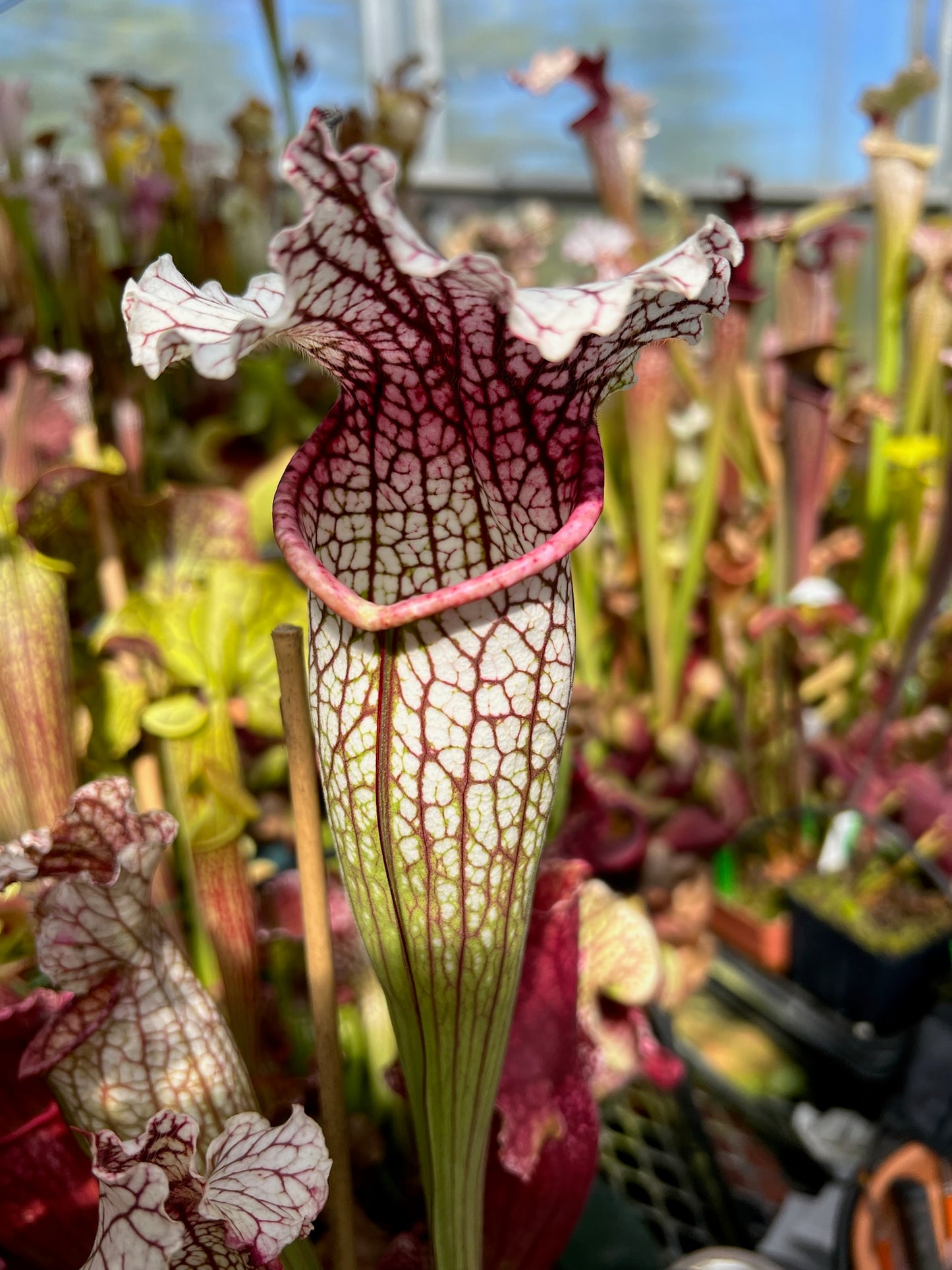 Sarracenia x Lighting Thief (Shipped Bare-Root)