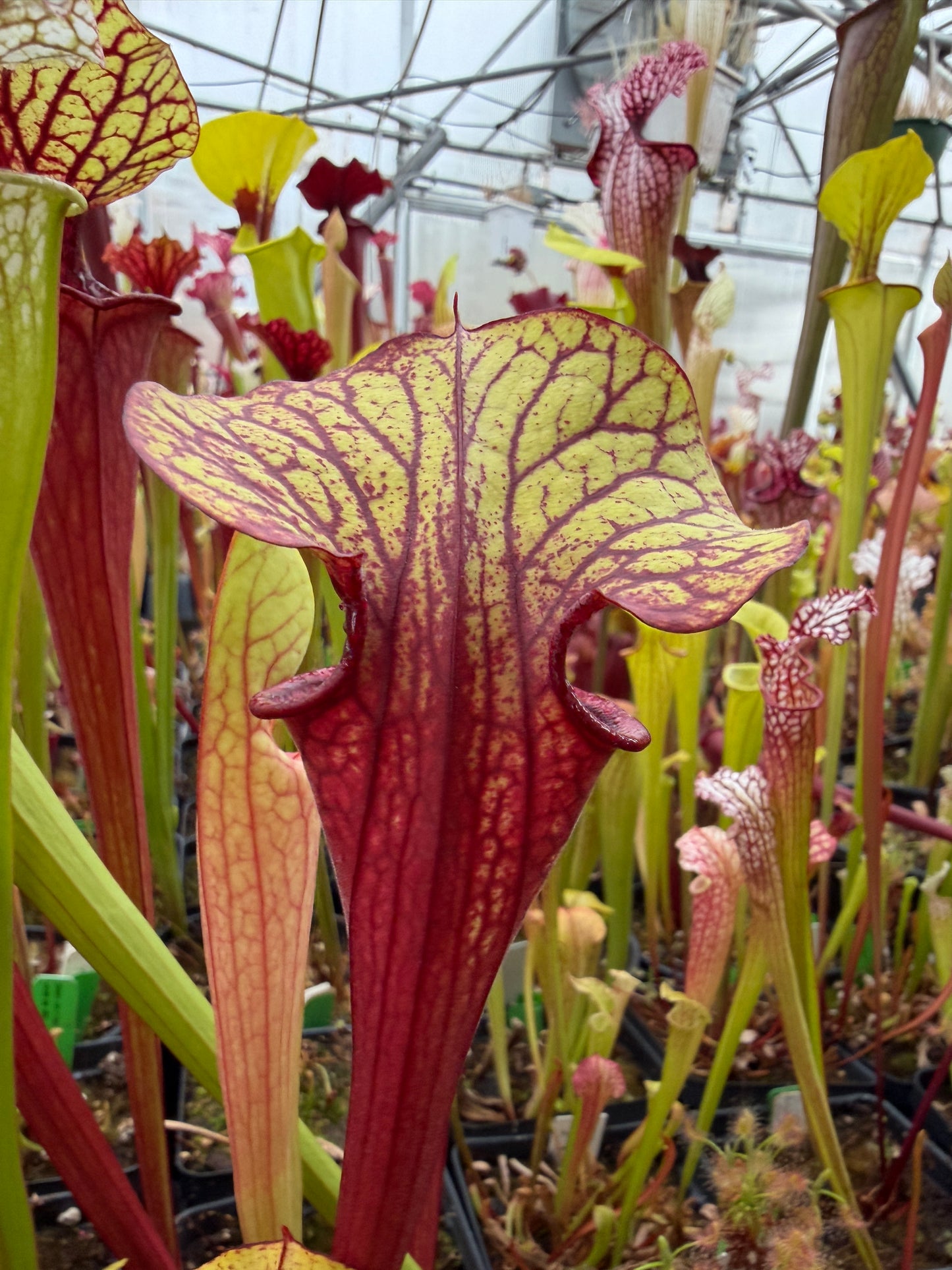 Sarracenia x LO10 oreo Sand Mountain x flava atropurpurea (Shipped Bare-Root)