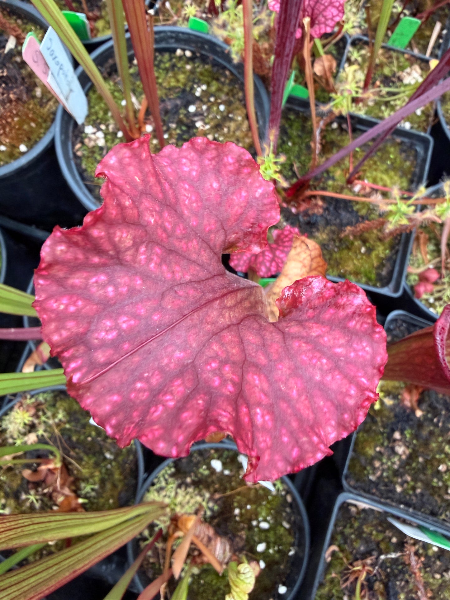 Sarracenia x LO15 phyllodia Oreo x wave lid (Shipped Bare-Root)