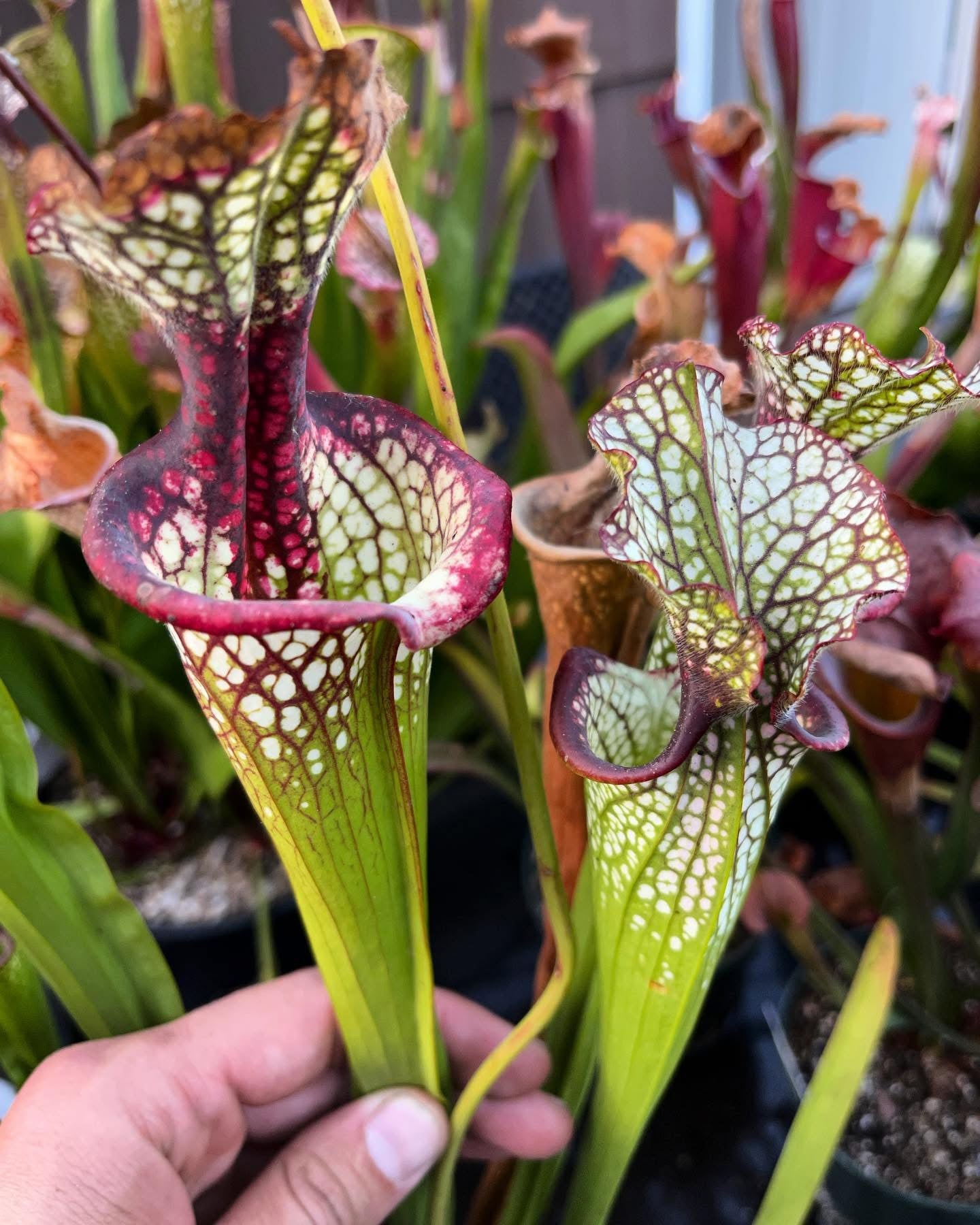 Sarracenia x Lunchbox (Shipped Bare-Root)