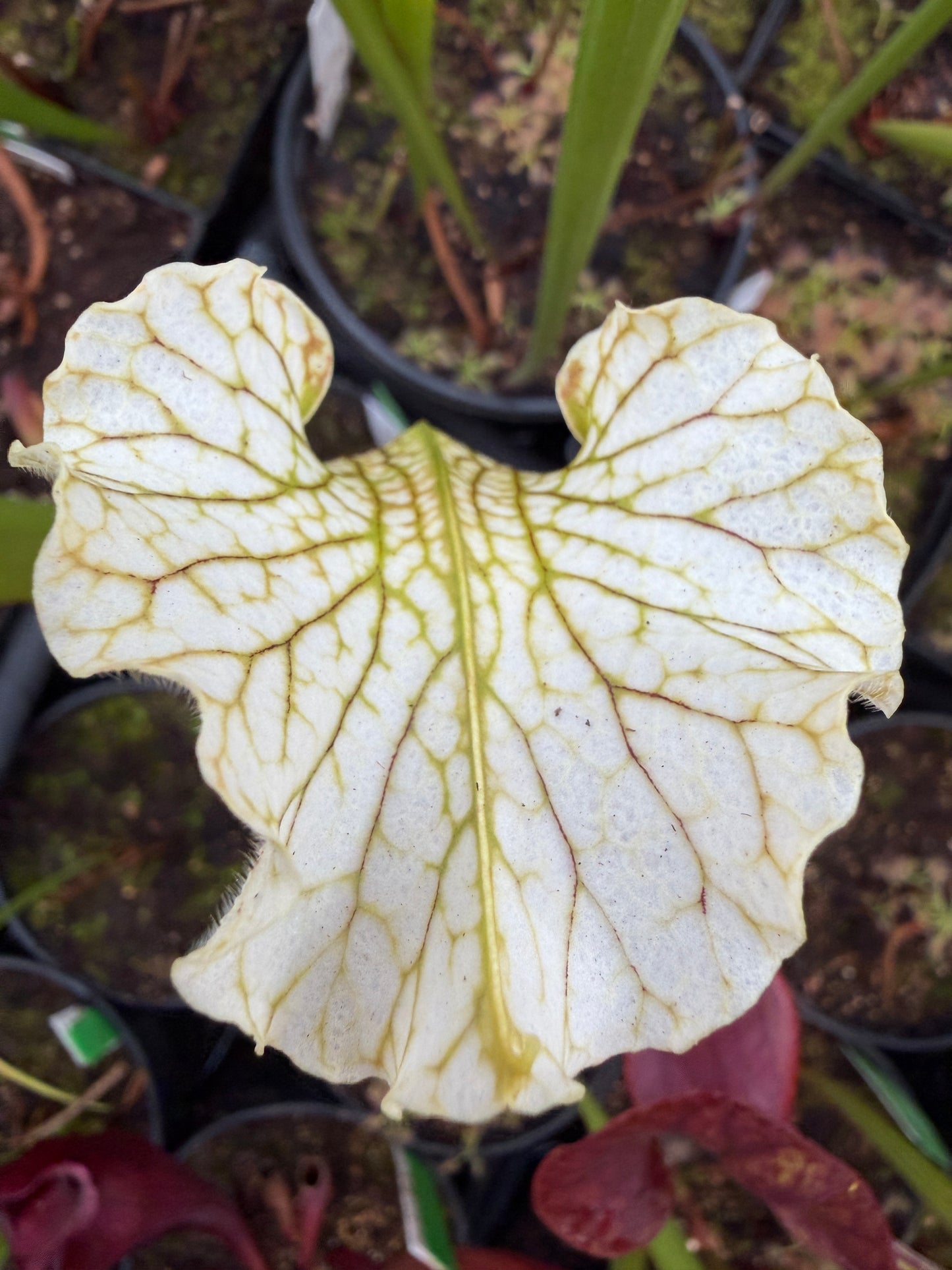 Sarracenia x Mihara (Shipped Bare-Root)