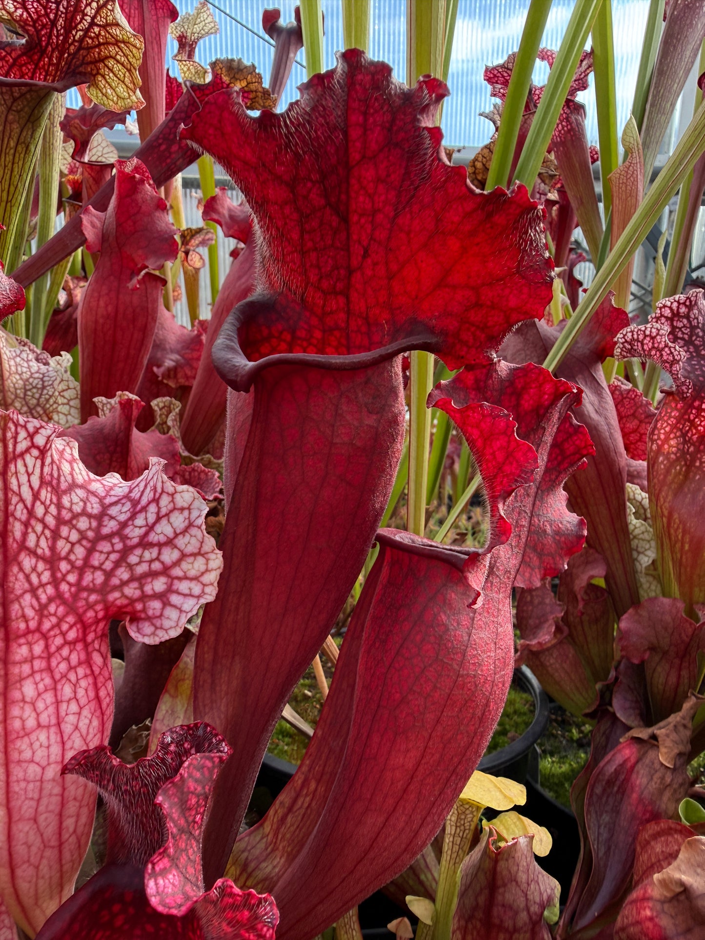 Sarracenia x mitchelliana DP (Shipped Bare-Root)