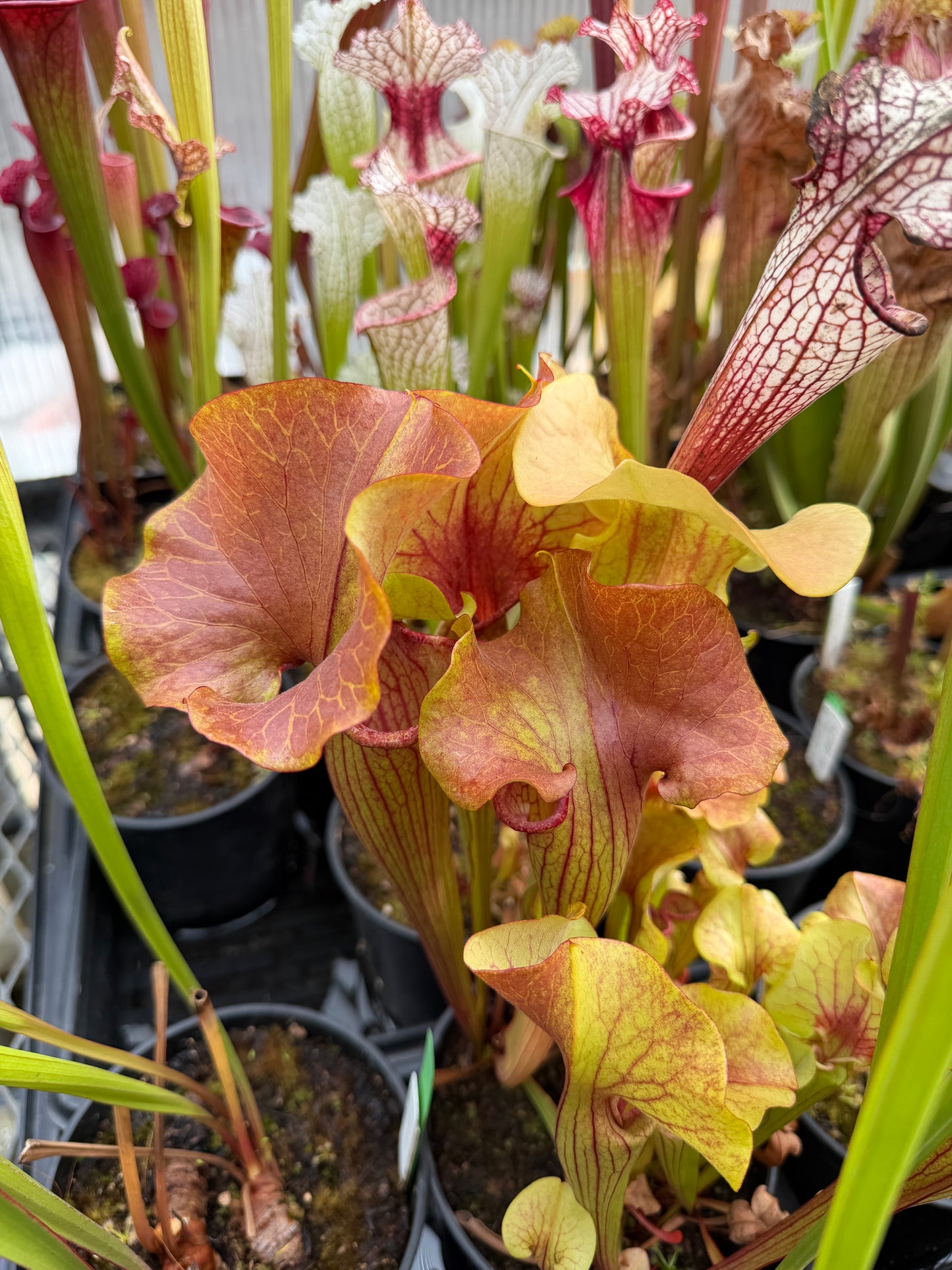 Sarracenia x MK H361 catesbaei copper top with golden veins on a giant lid (bigger than a CD) (Shipped Bare-Root)