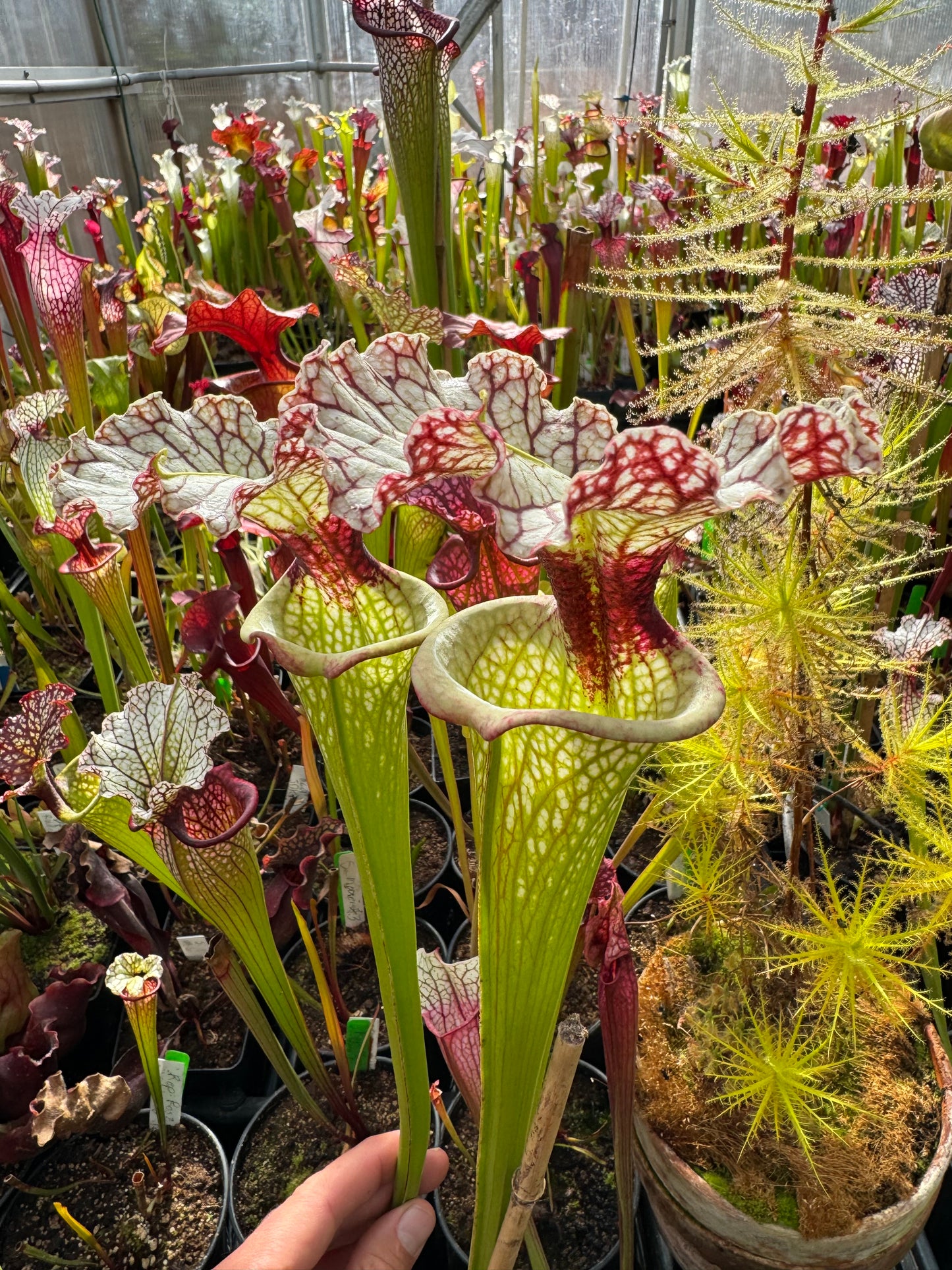 Sarracenia x Moorei Okaloosa Co Ruffled Lid yellow top red throat (Shipped Bare-Root)
