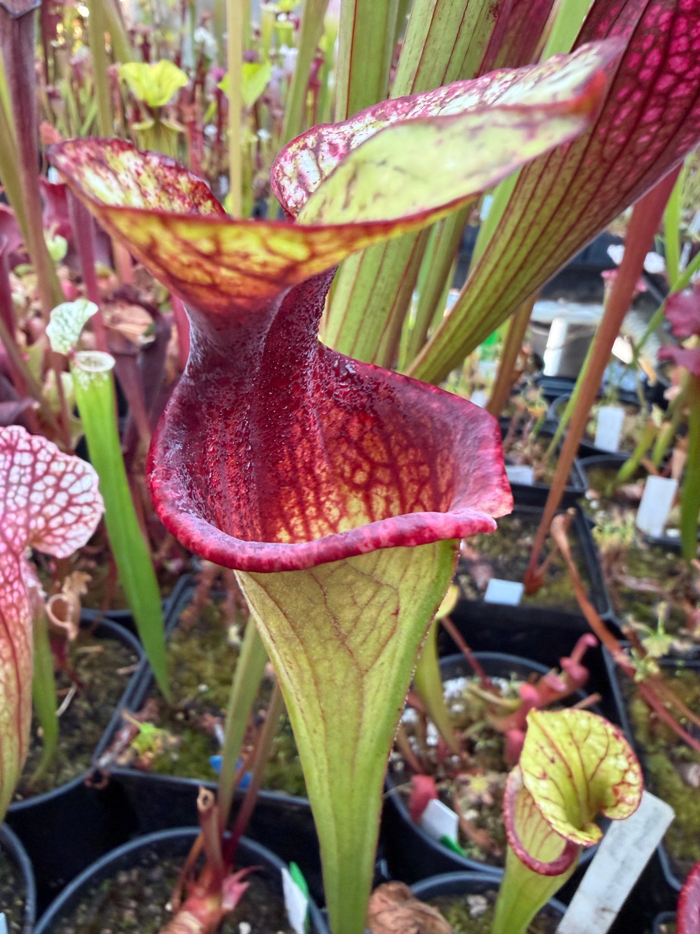 Sarracenia x oreophila (UCB x MK017) Select Purple x Legacy (Shipped Bare-Root)
