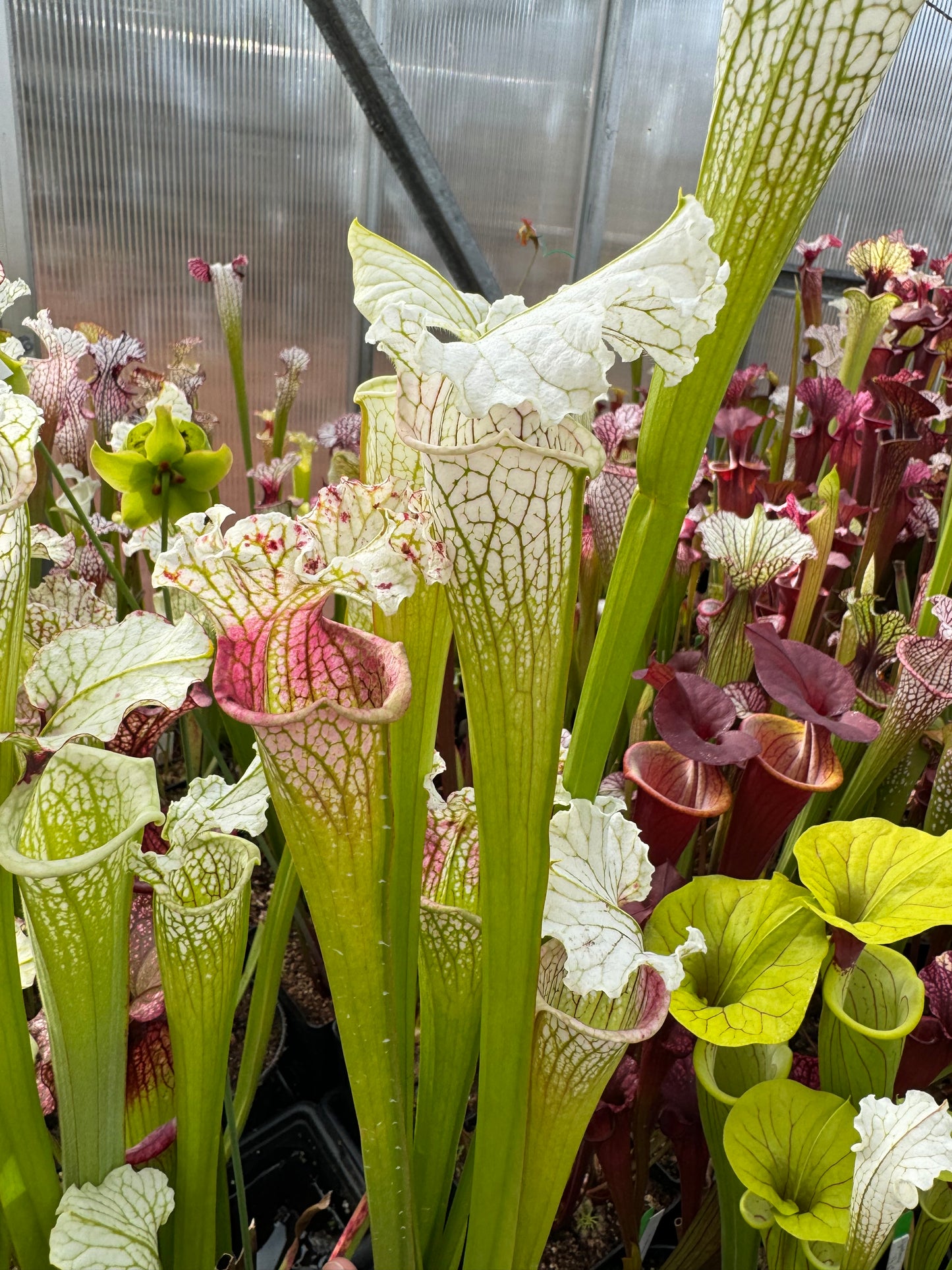 Sarracenia x Pink Panther (Shipped Bare-Root)