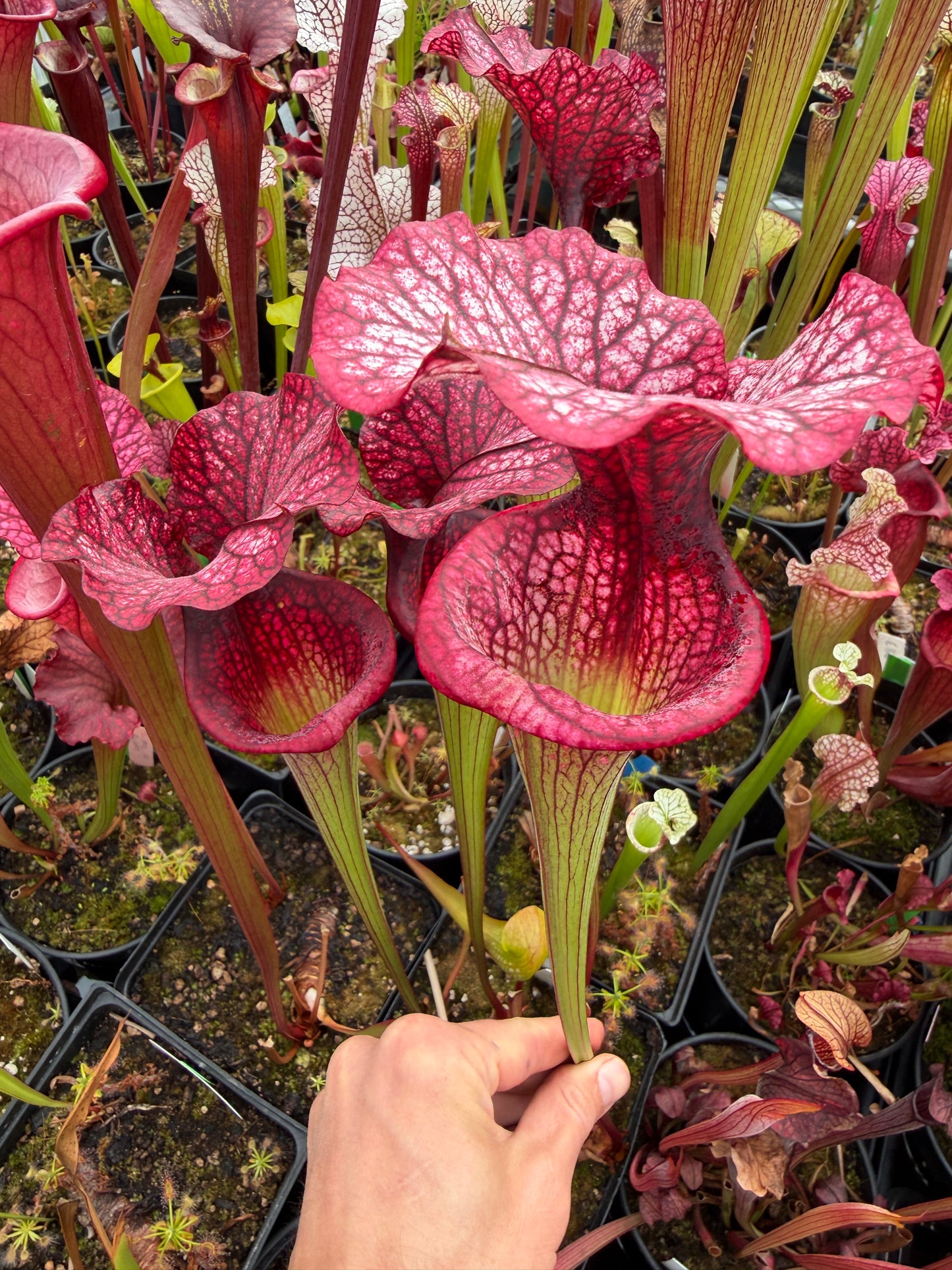 Sarracenia x Premysl Otakar I x Adrian Slack #3 (Shipped Bare-Root)