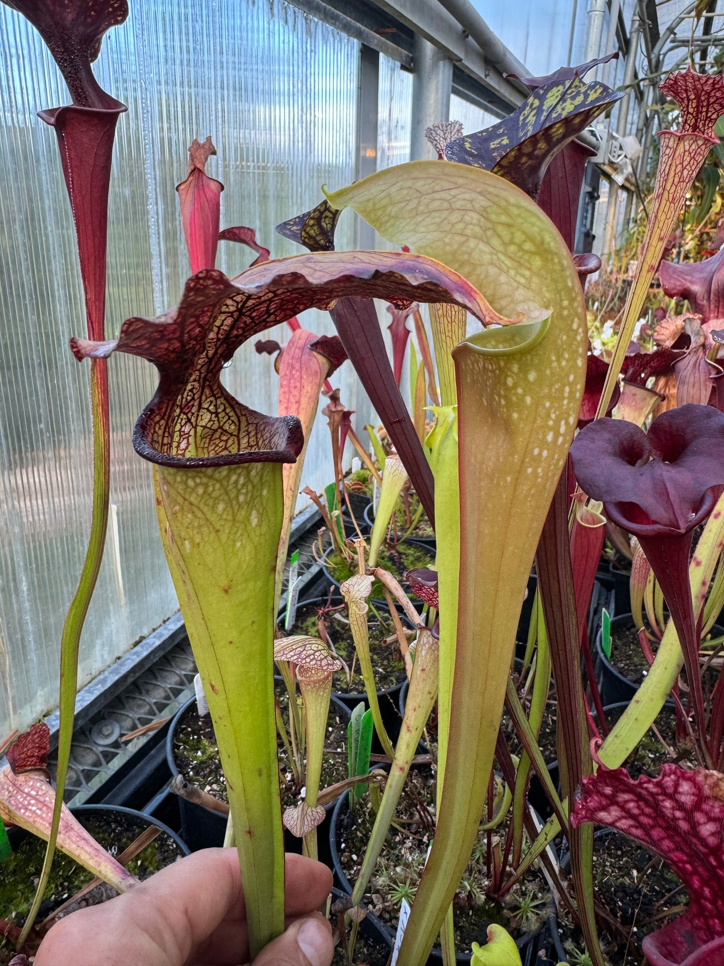 Sarracenia x Prometheus x Adrian Slack 3 (Shipped Bare-Root)