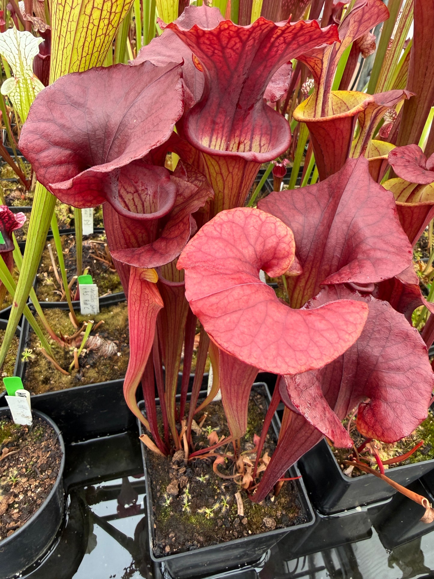 Sarracenia x Red Man x flava Chocolate Top (Karen Oudean via Jeff G) (Shipped Bare-Root)