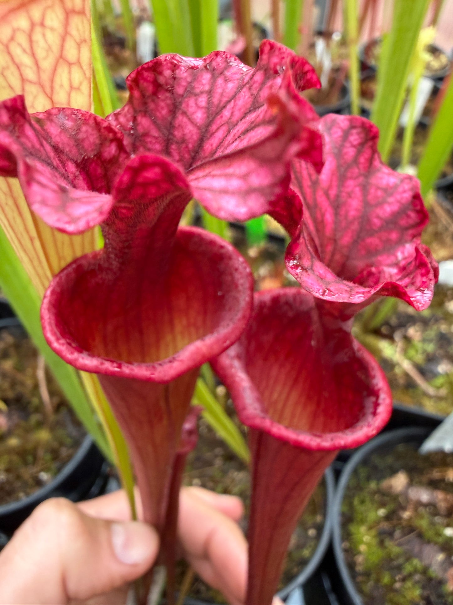 Sarracenia x Reptilian Rose x (flava Rubricorpora x leucophylla) Robert Co #7 Jeff G. - Small (Shipped Bare-Root)
