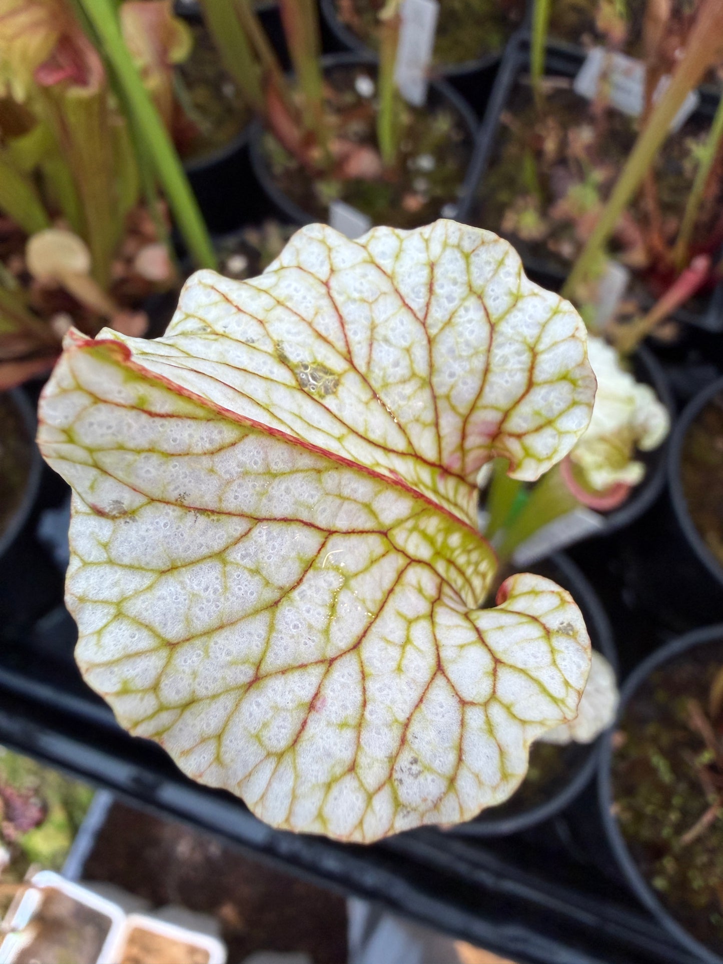 Sarracenia x Reptilian Rose x leucophylla Pale #11 - Small (Shipped Bare-Root)