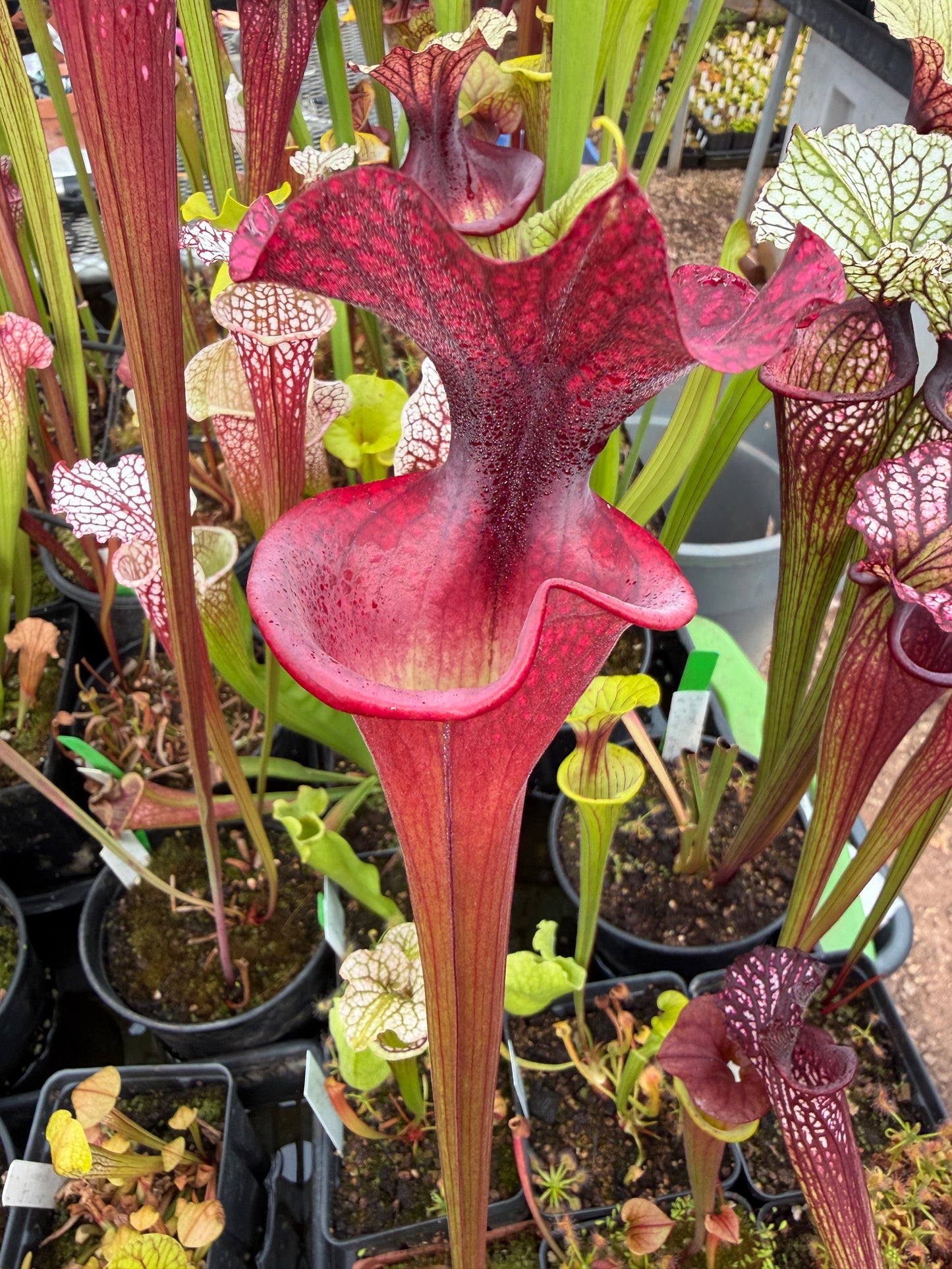Sarracenia x Royal Ruby x Adrian Slack #1 select