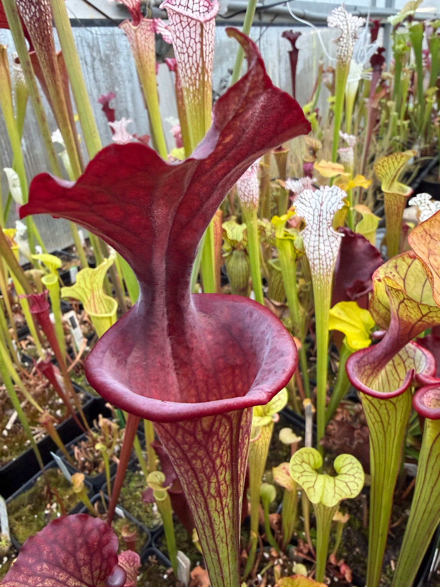 Sarracenia x Saurus x Adrian Slack 2 (Shipped Bare-Root)