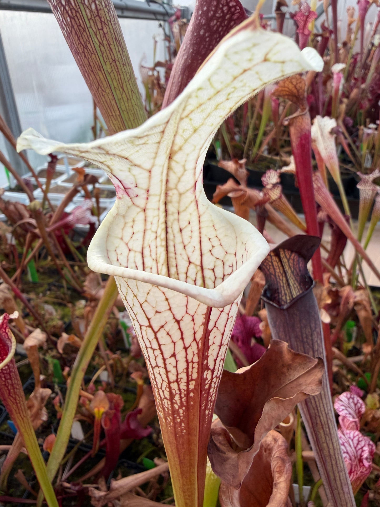 Sarracenia x Shenelle's Ghost x Adrian Slack Rob C. (Shipped Bare-Root)