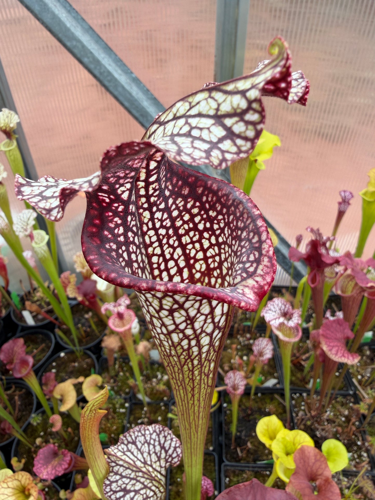 Sarracenia x Titan x Black Widow #2 Select