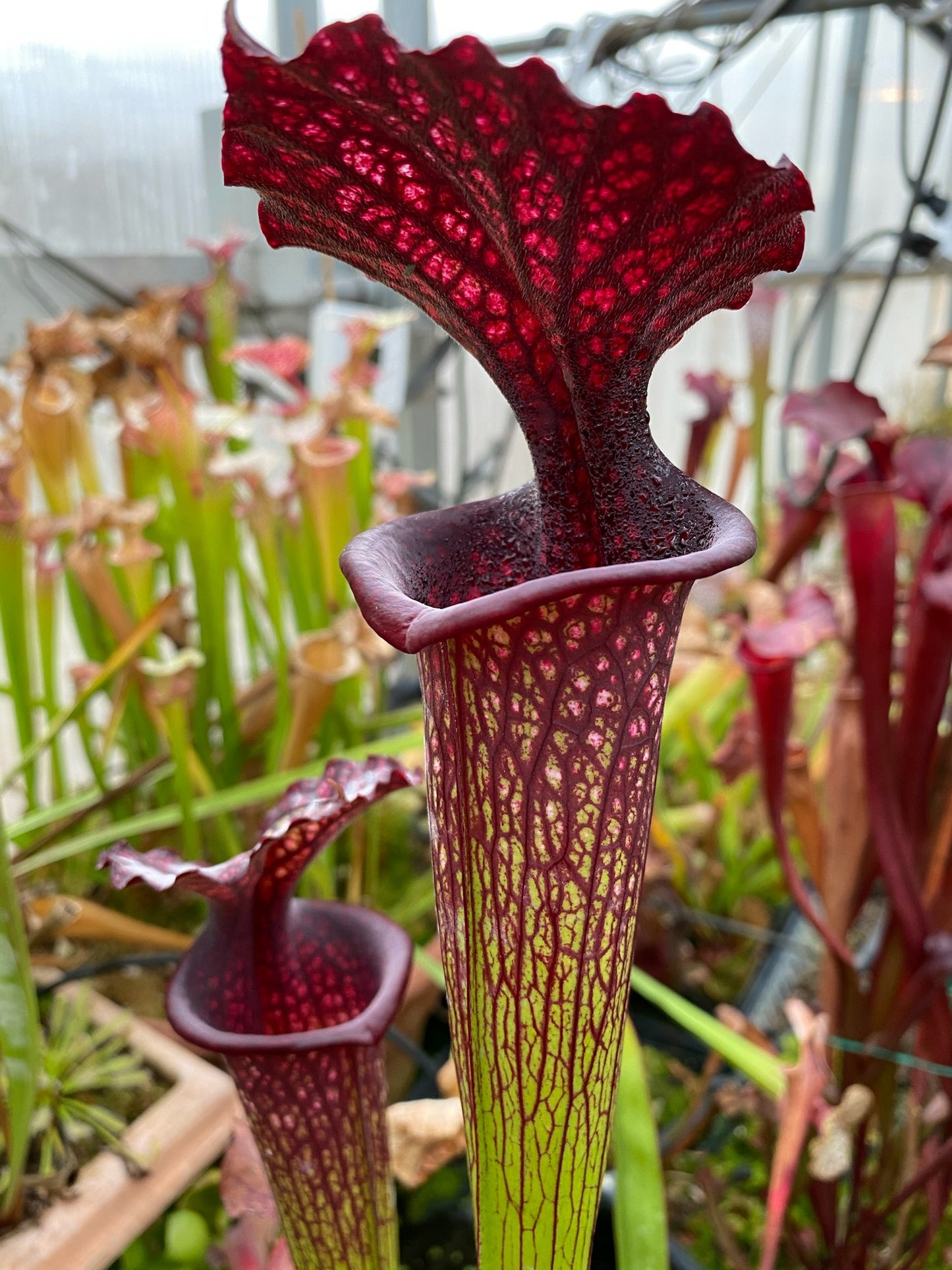 Sarracenia x Vintner Treasure (Shipped Bare-Root)