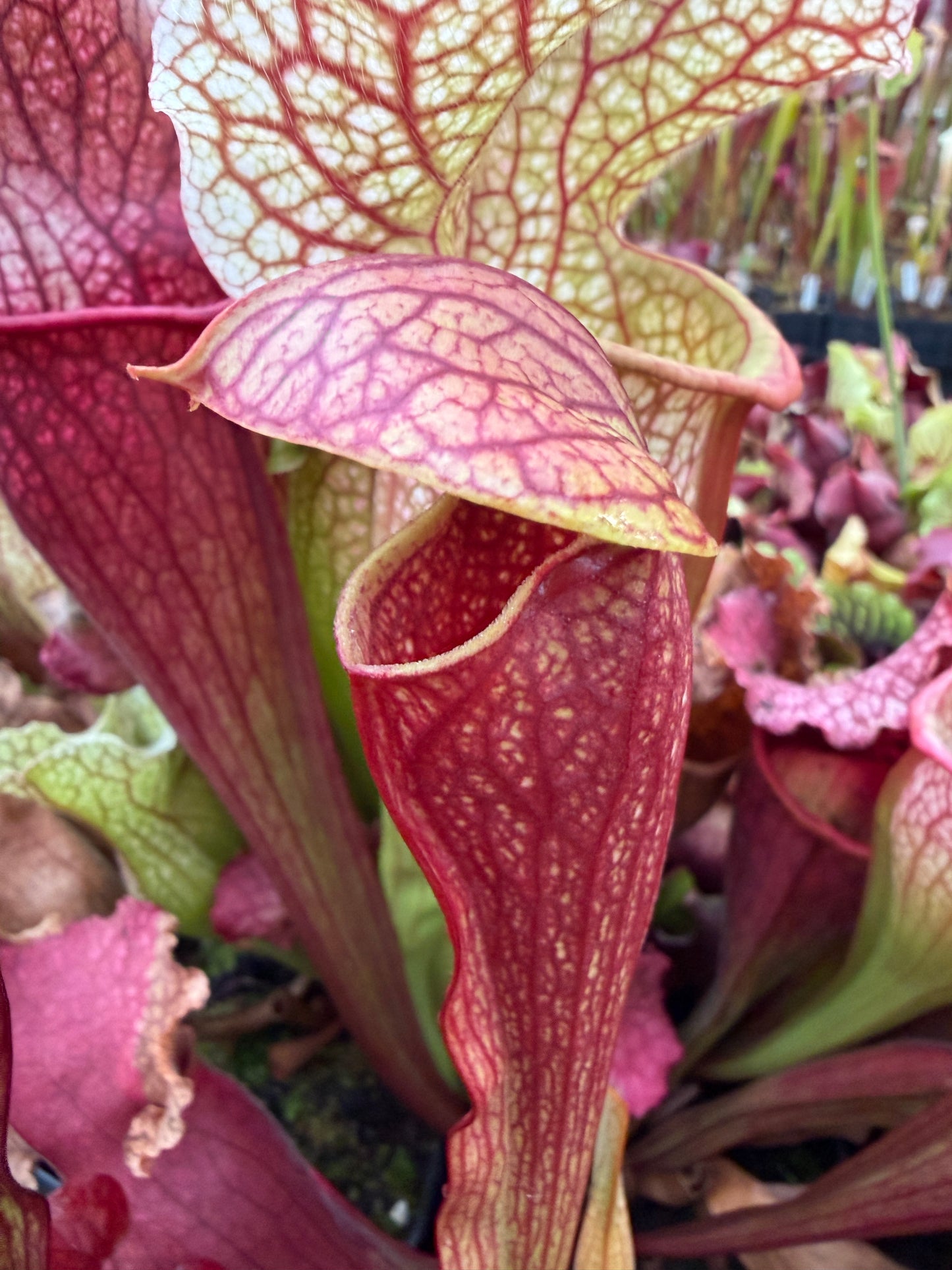 Sarracenia x Waxy Liz T auagwap (Shipped Bare-Root)