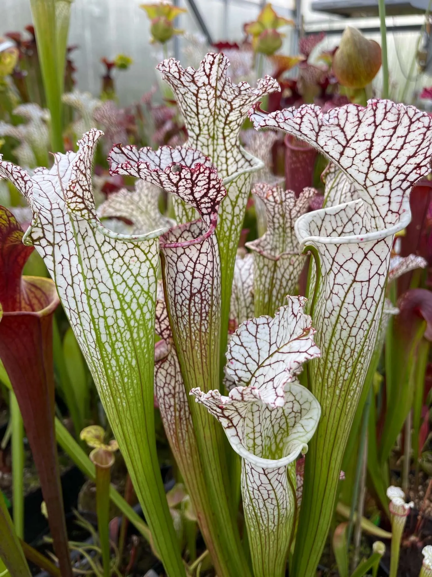 Sarracenia leucophylla (Shipped Bare-Root)