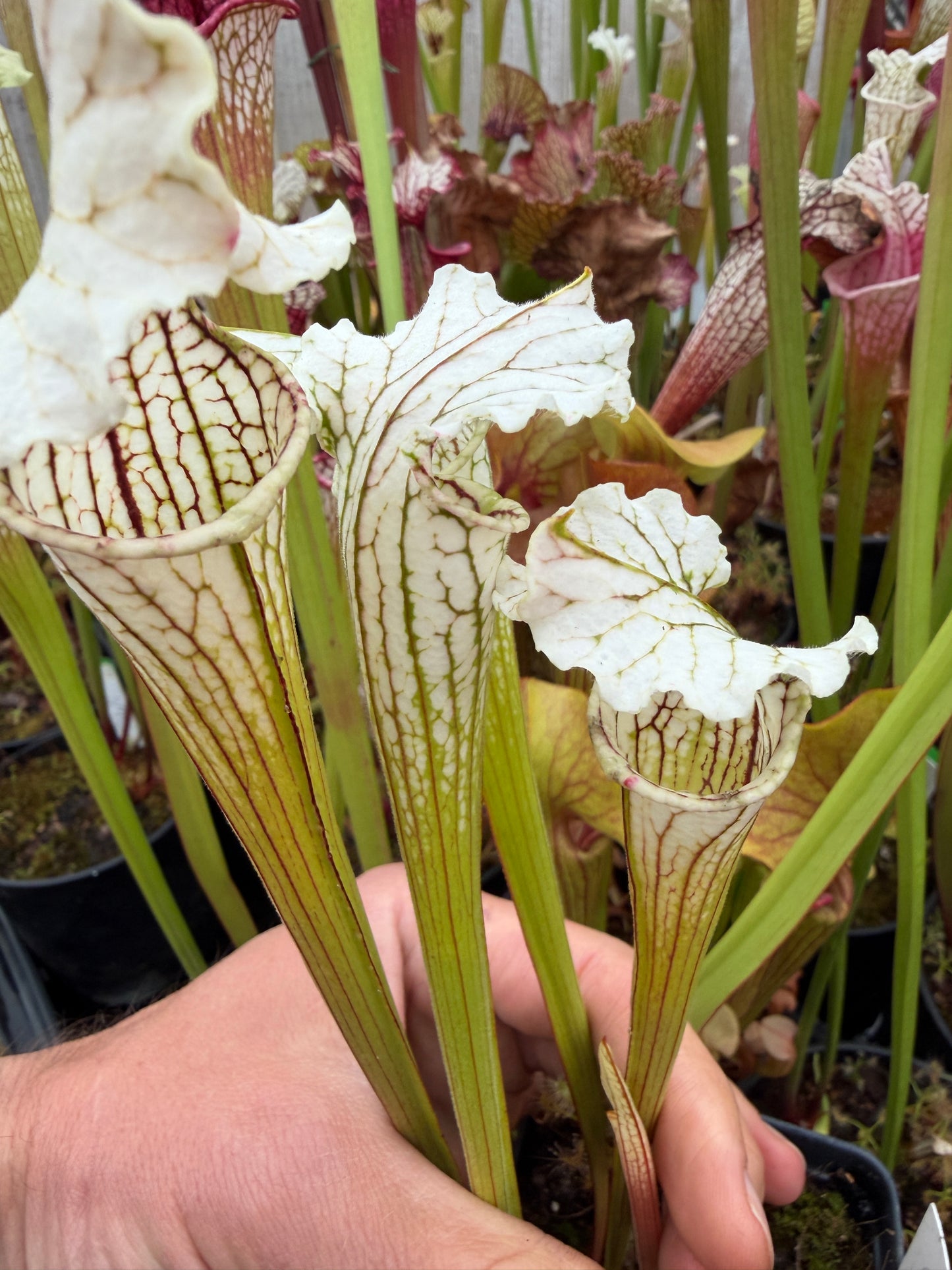 Sarracenia x White Lightning - Small (Shipped Bare-Root)