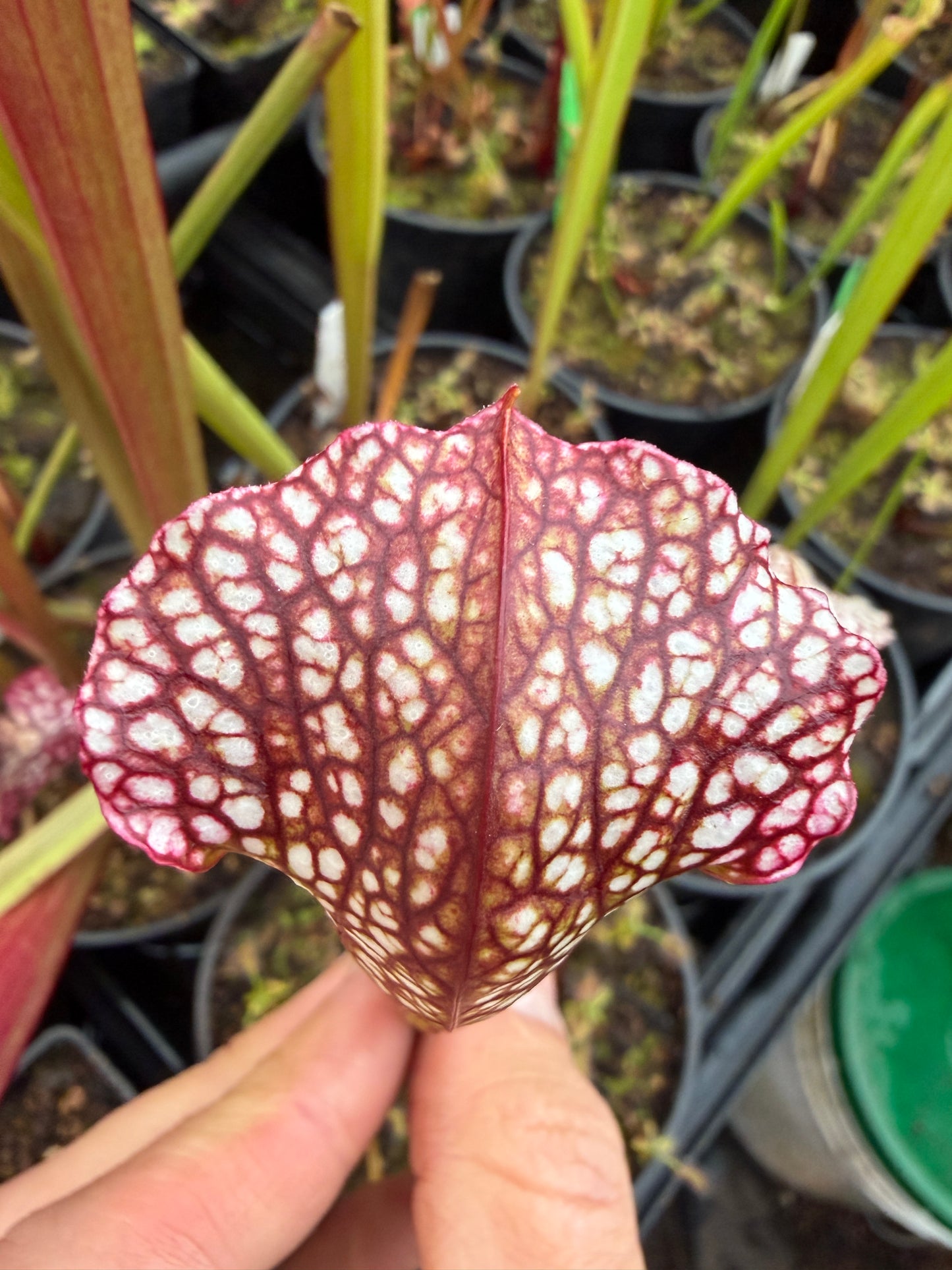 Sarracenia x White Mamba Jerry A Small (Shipped Bare-Root)
